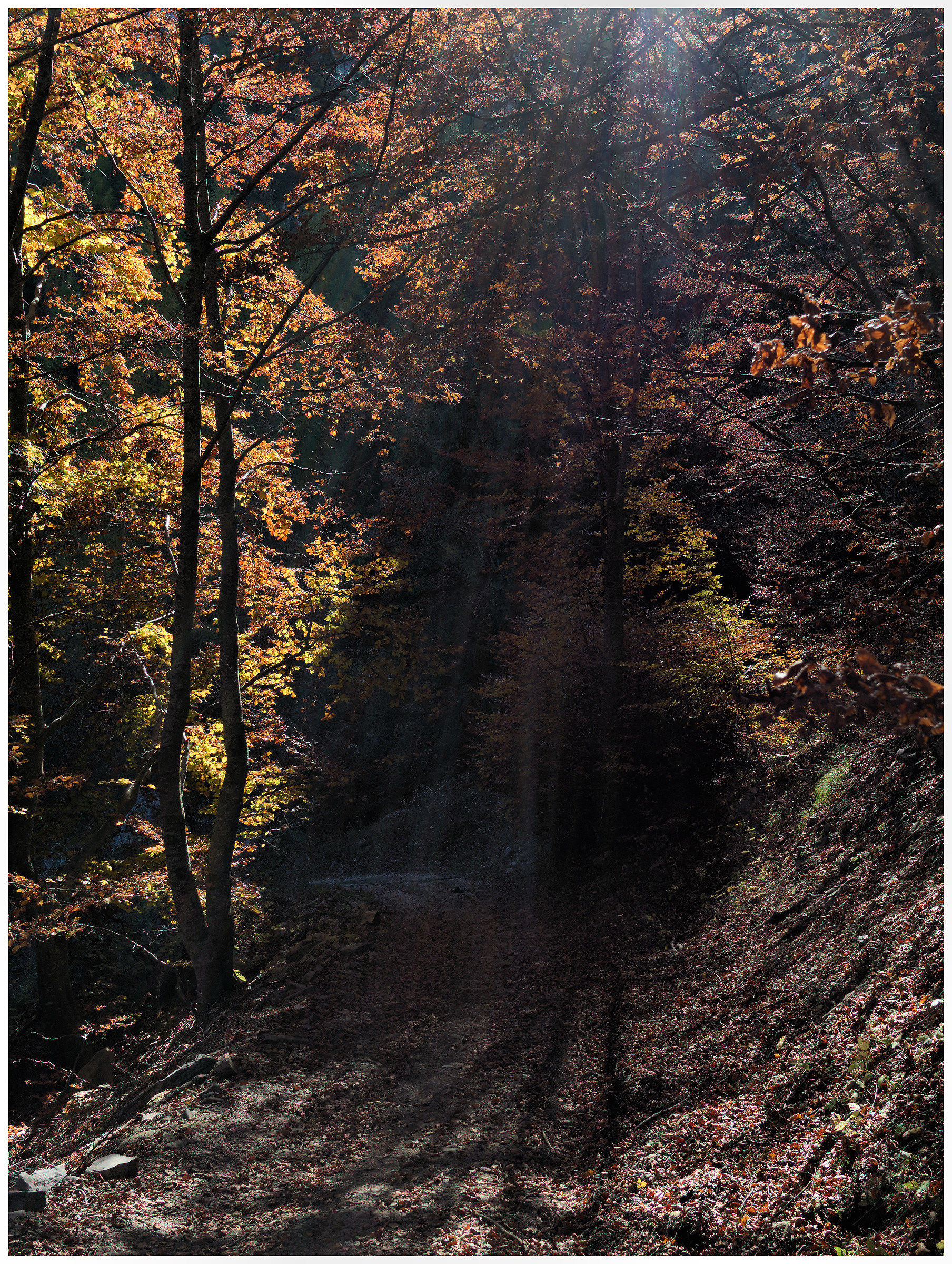 camminando in autunno