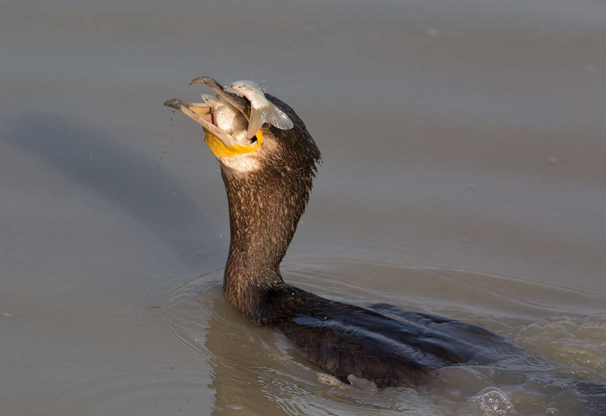 The cormorant meal