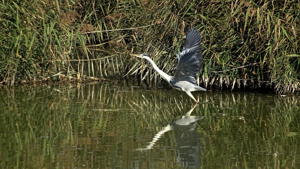 Heron