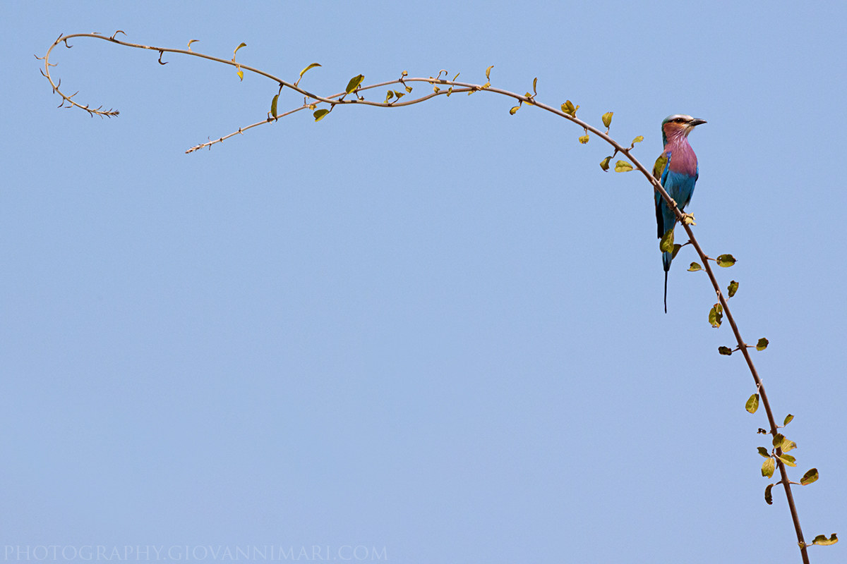 Lilac-breasted Roller
