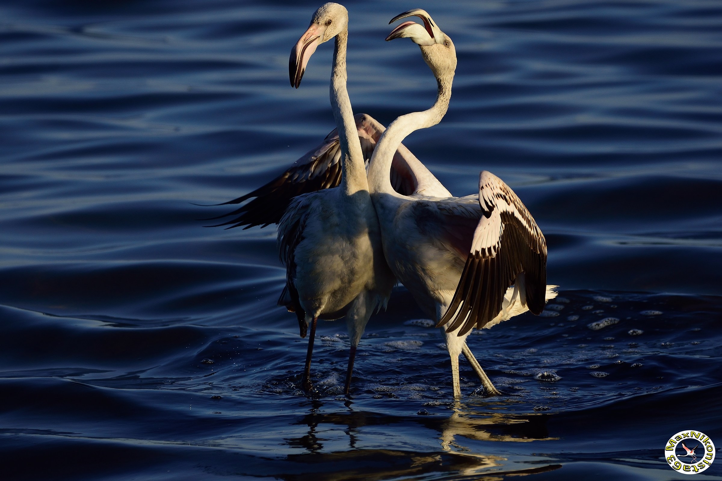 Friends for feathers