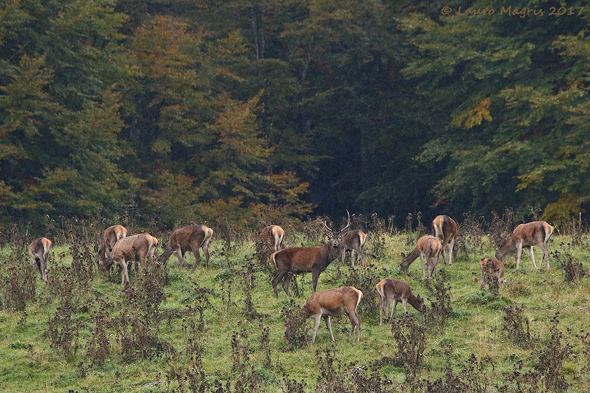 Emblemi del Cansiglio