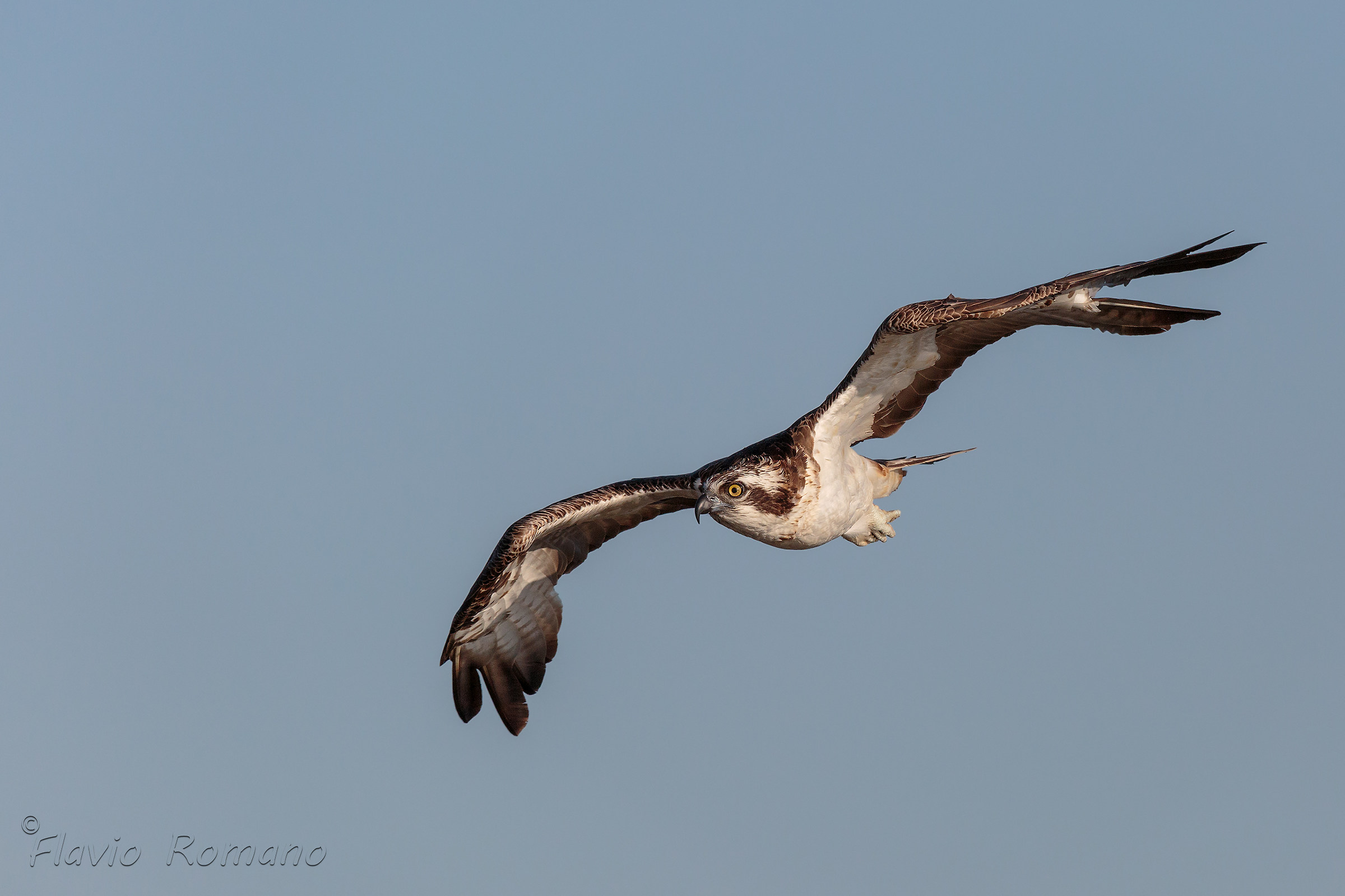 Osprey