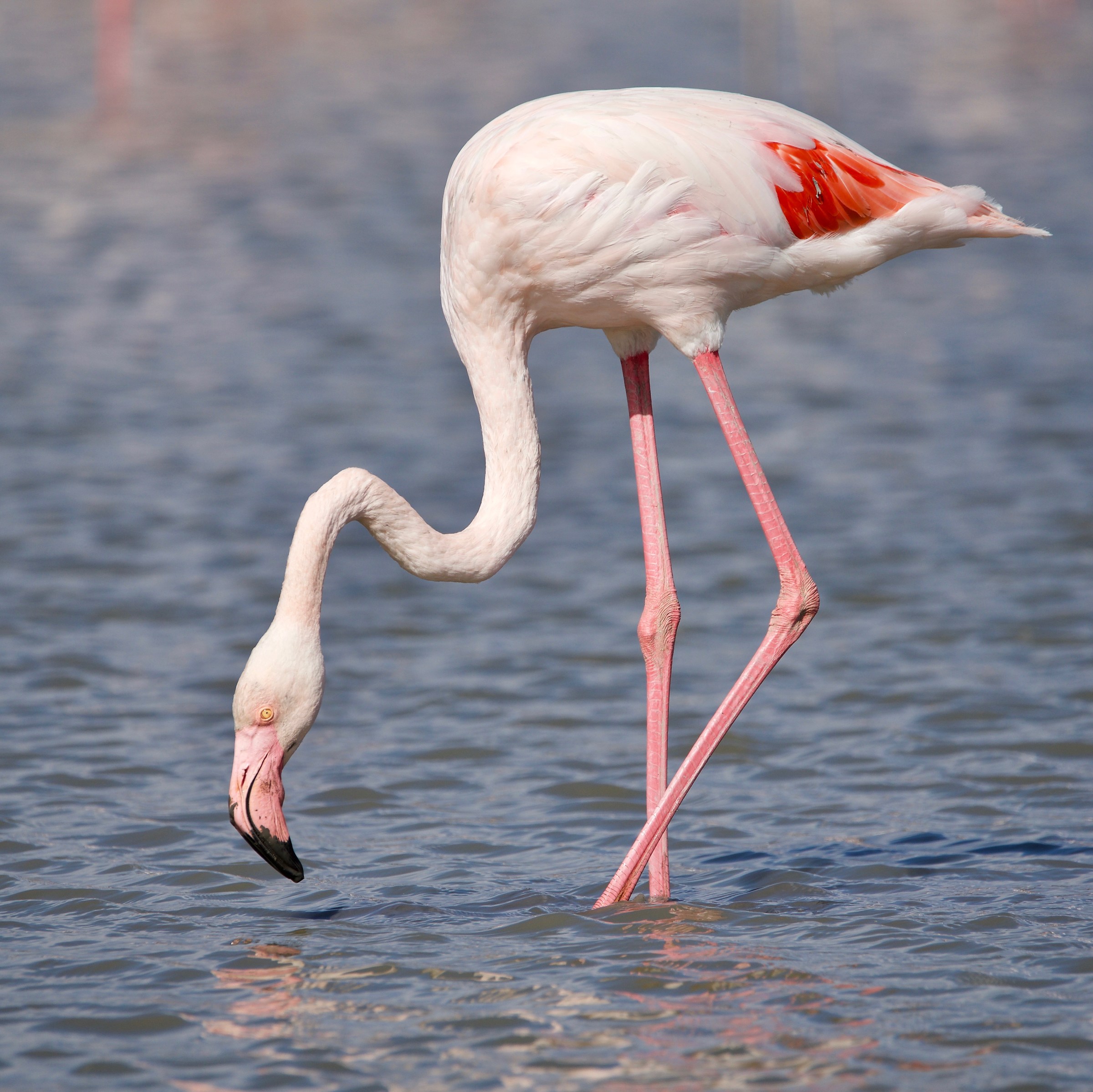 Fenicottero alla ricerca di cibo