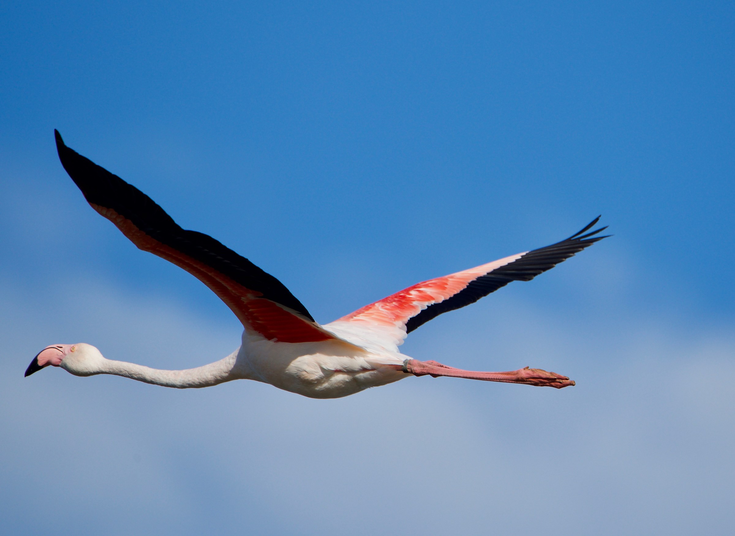 Fenicottero ad ali spiegate