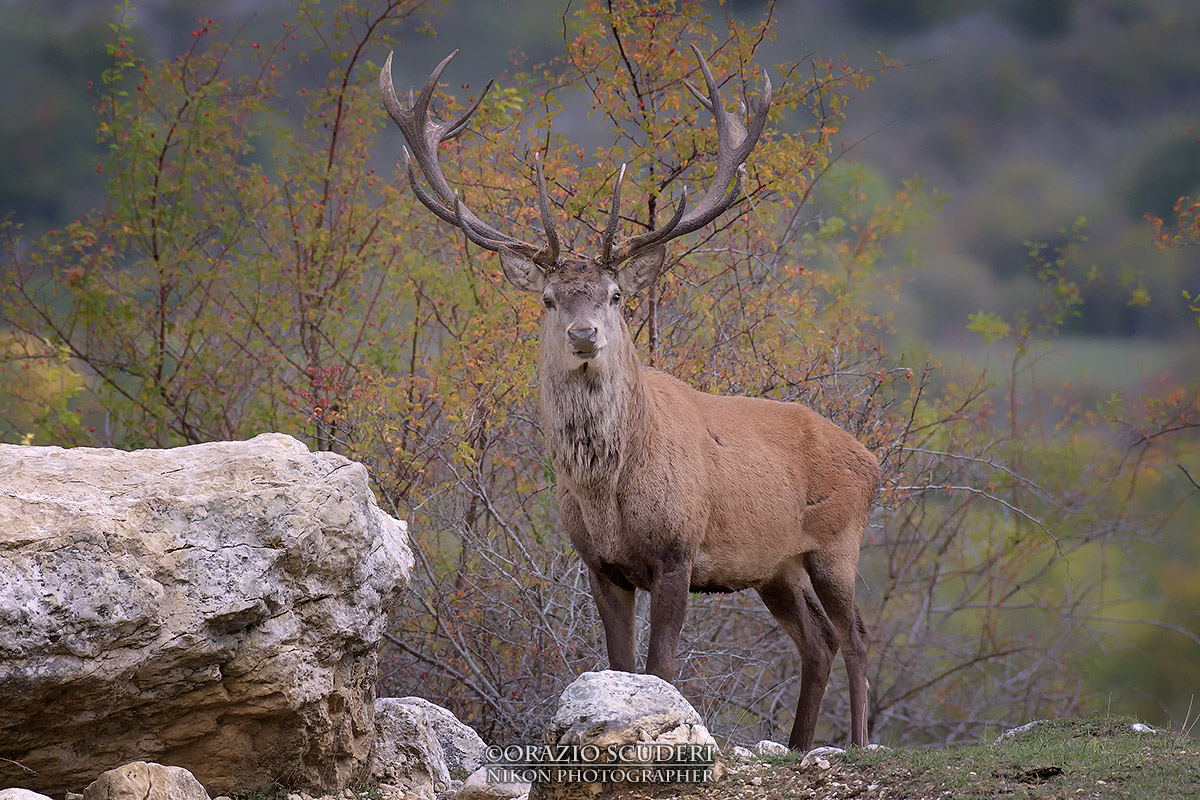 Cervus elaphus