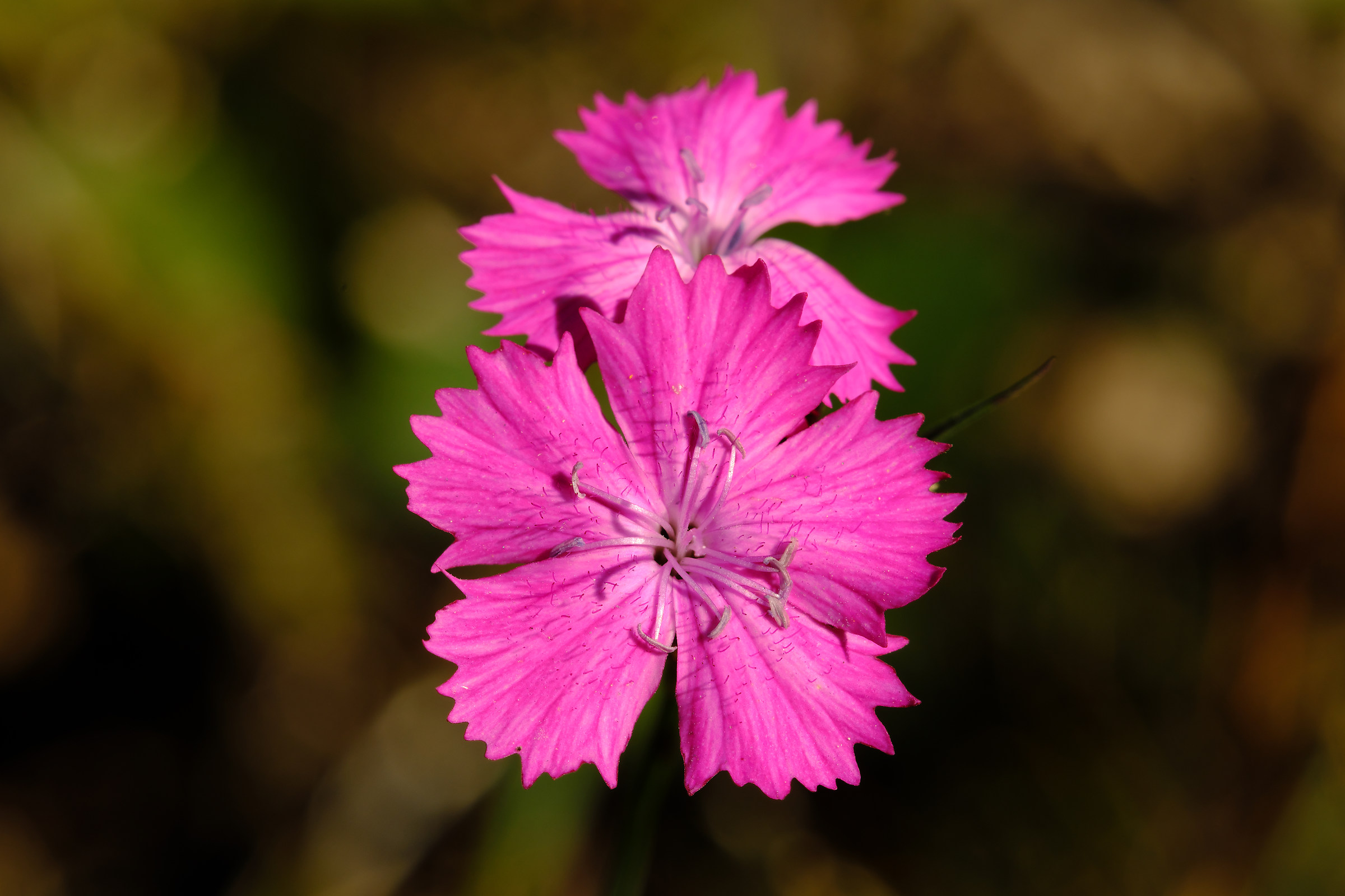 Dianthus sylvestris