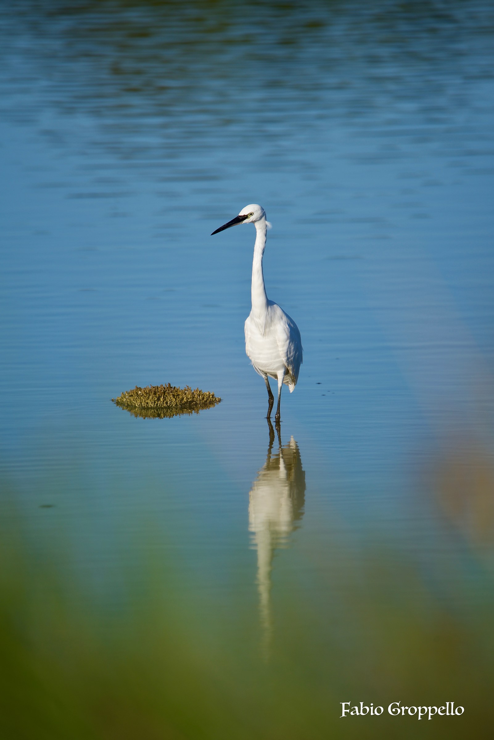 Egret