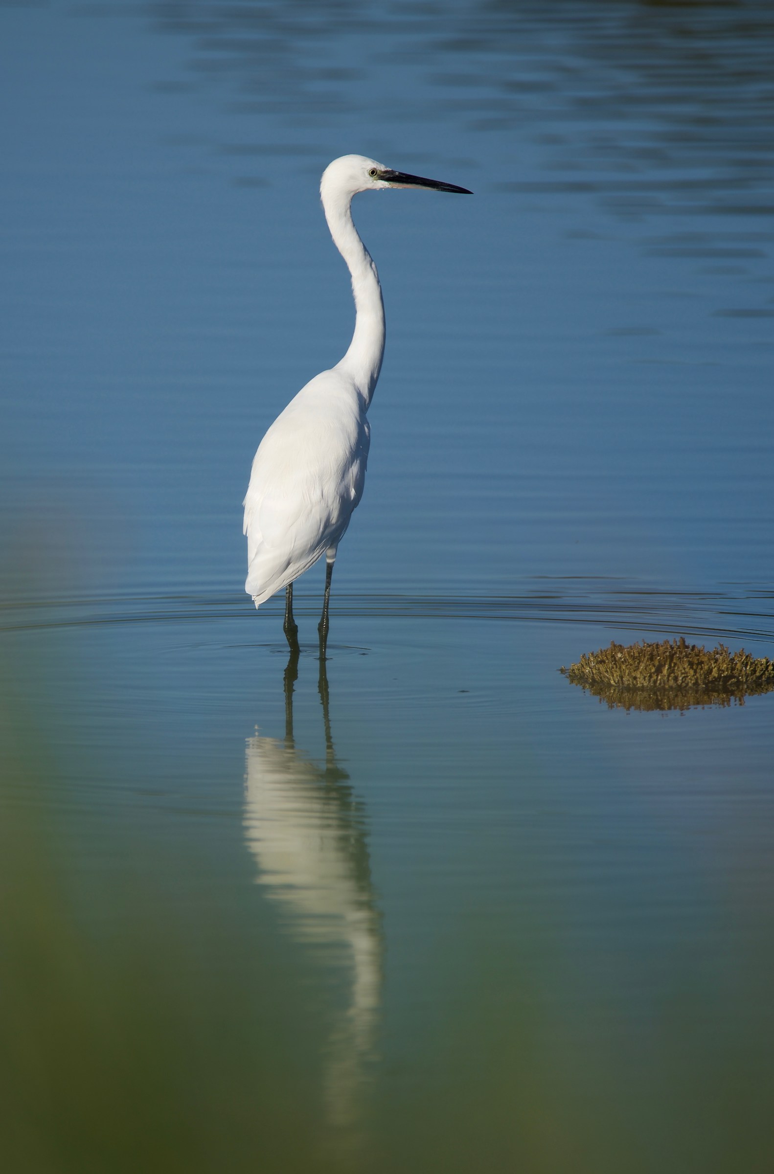 Egret