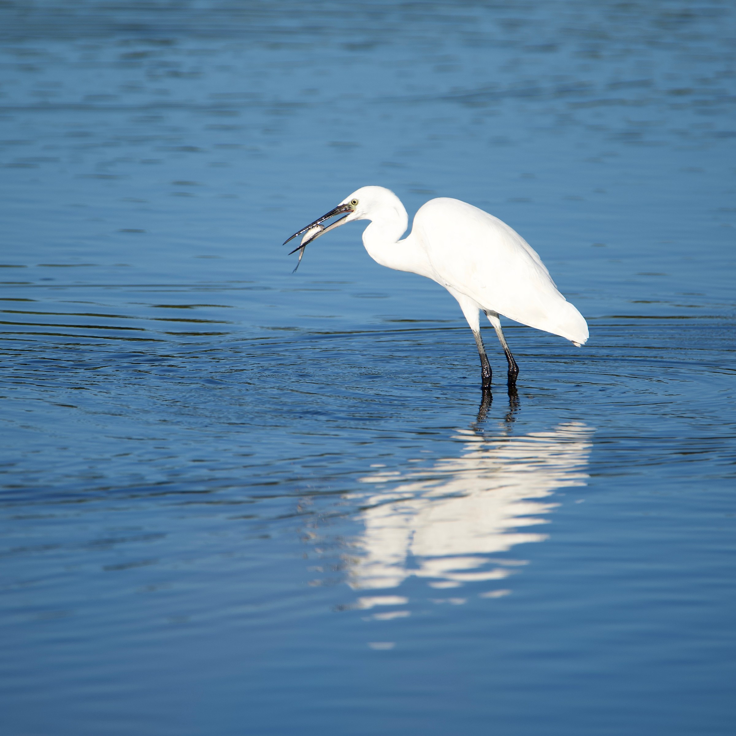 Egret