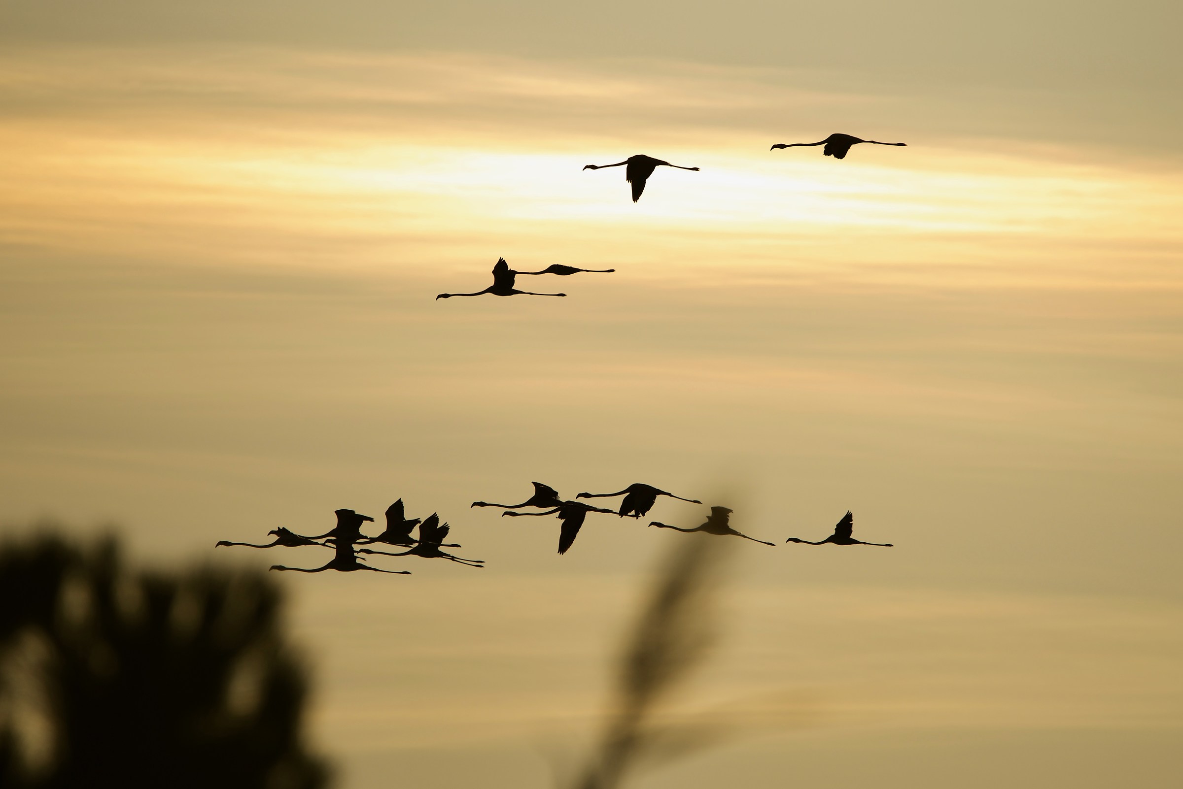 Fenicotteri all'alba