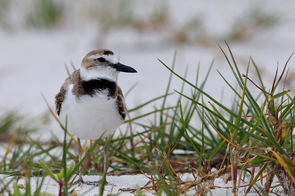Wilson's Plover