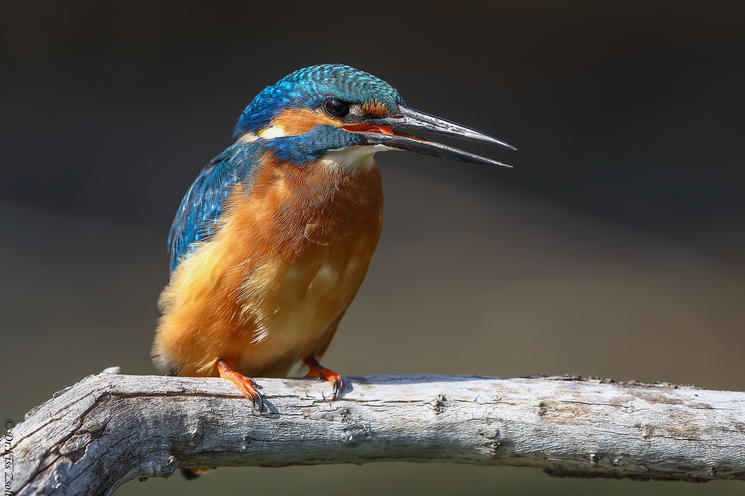 Appollaiando il pescatore