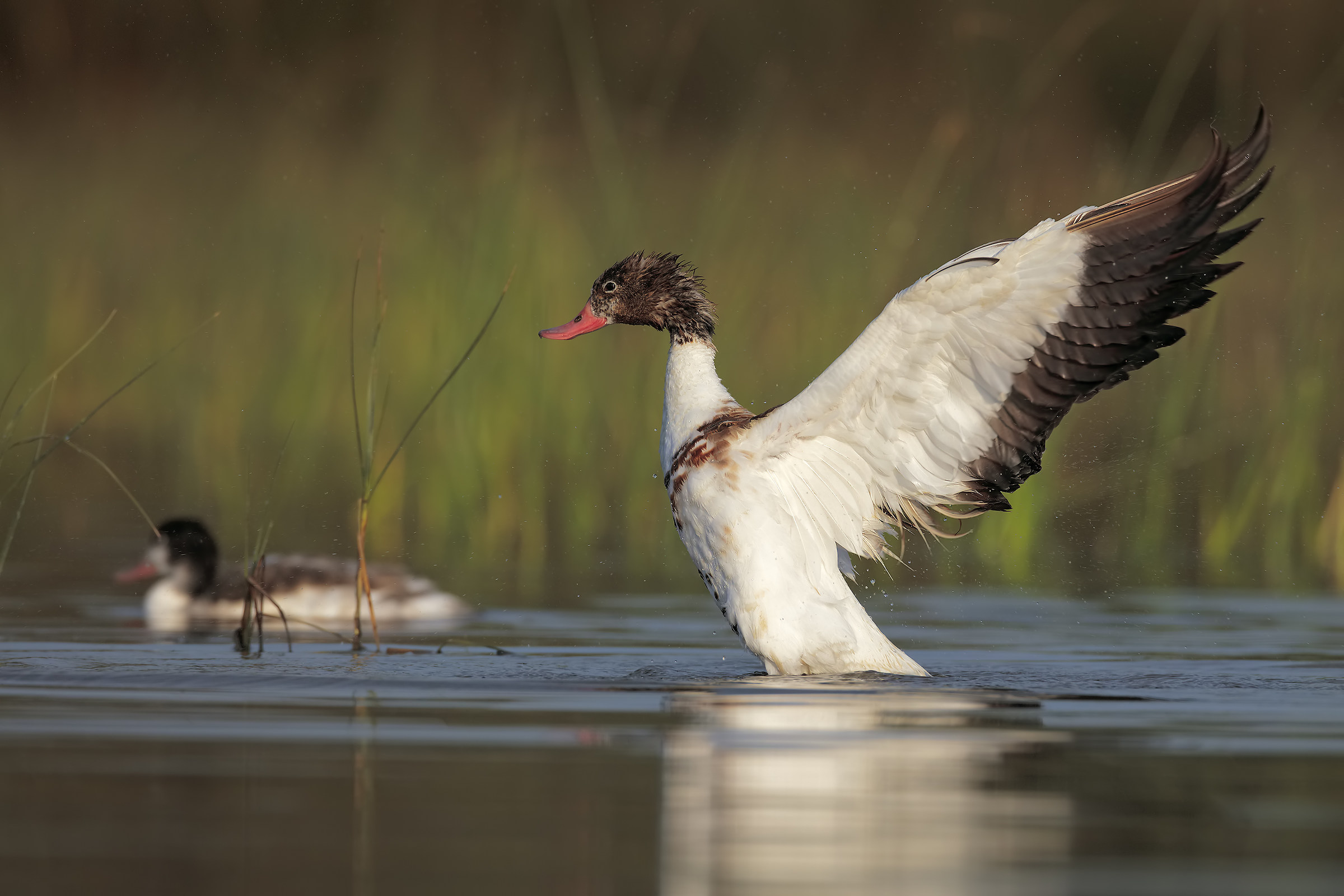 shelduck