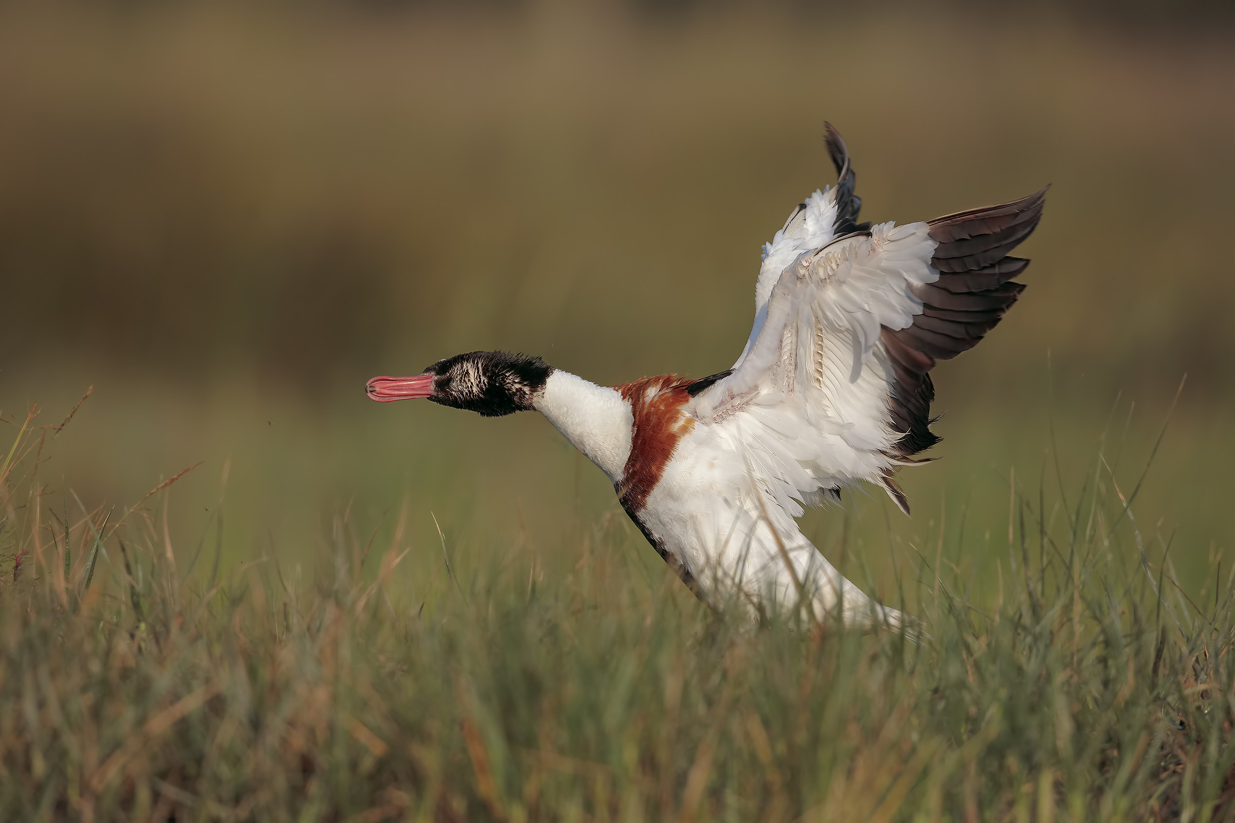 shelduck