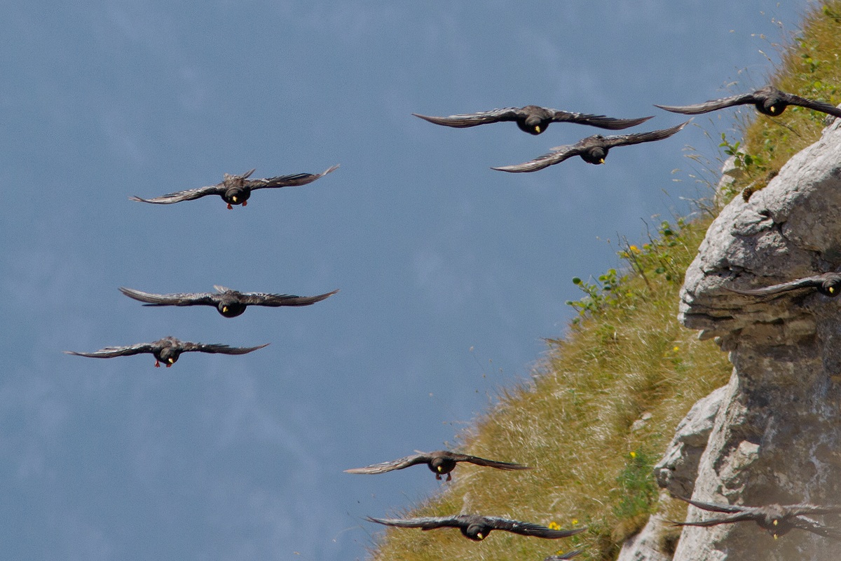 Alpine choughs still approaching.