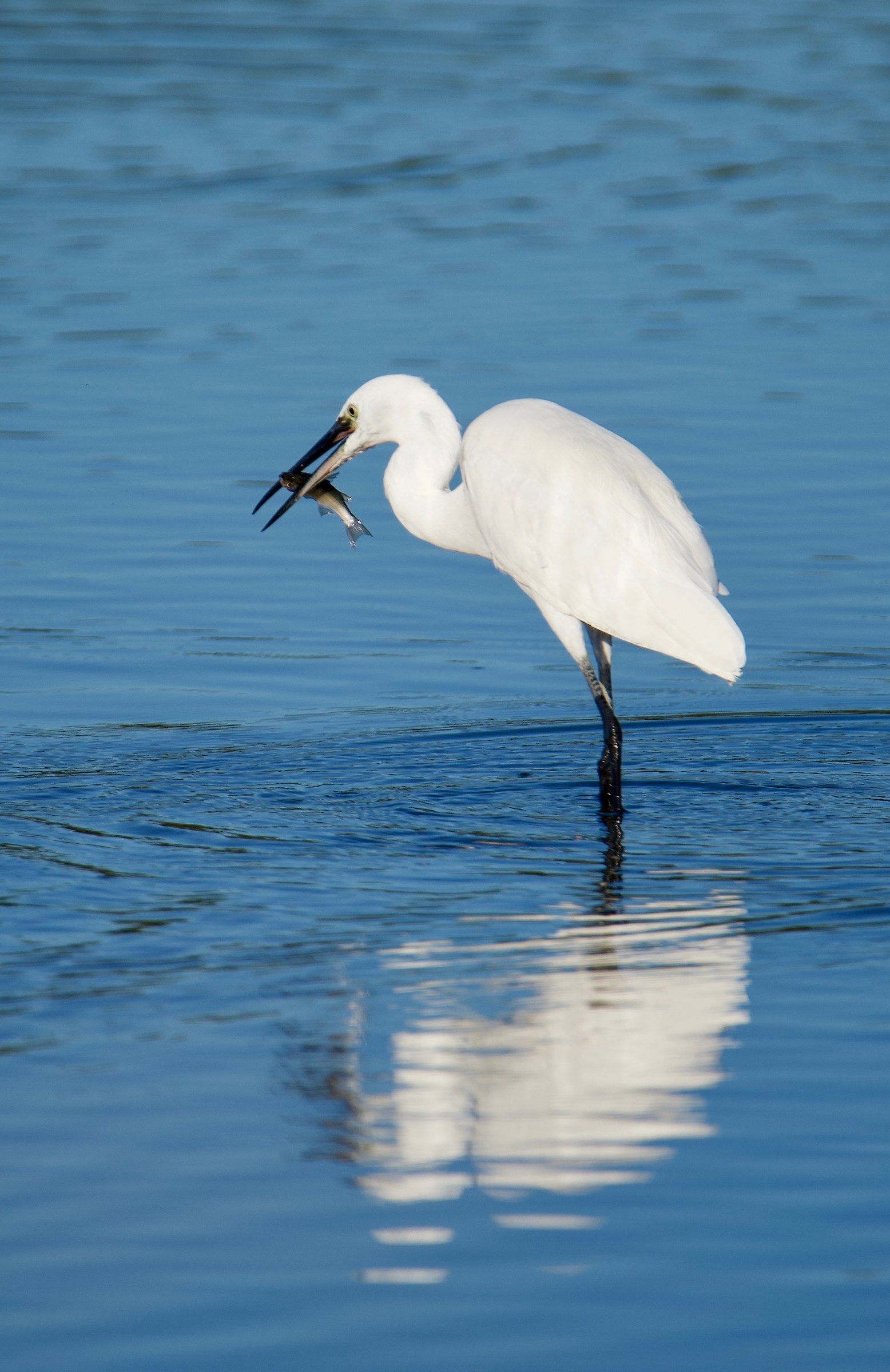 Egret