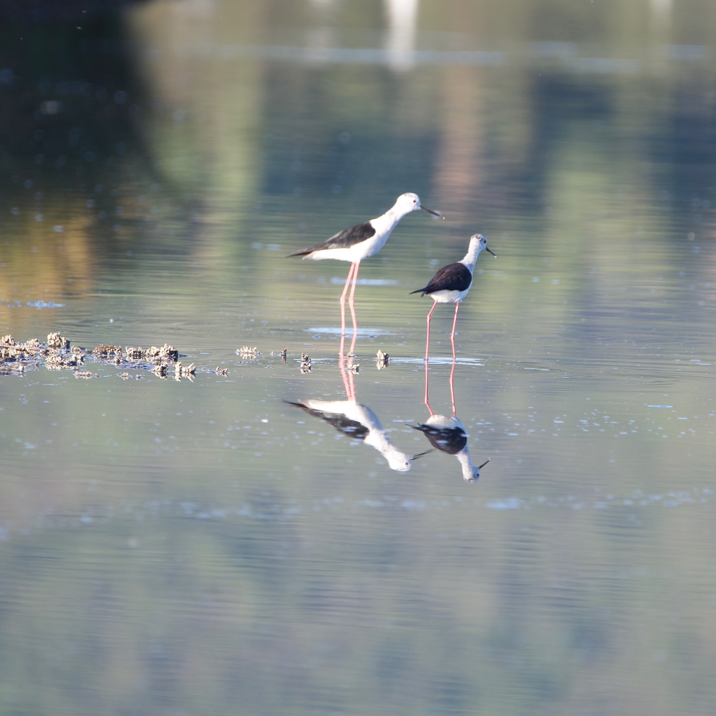 Cavalieri d'Italia riflessi in acqua