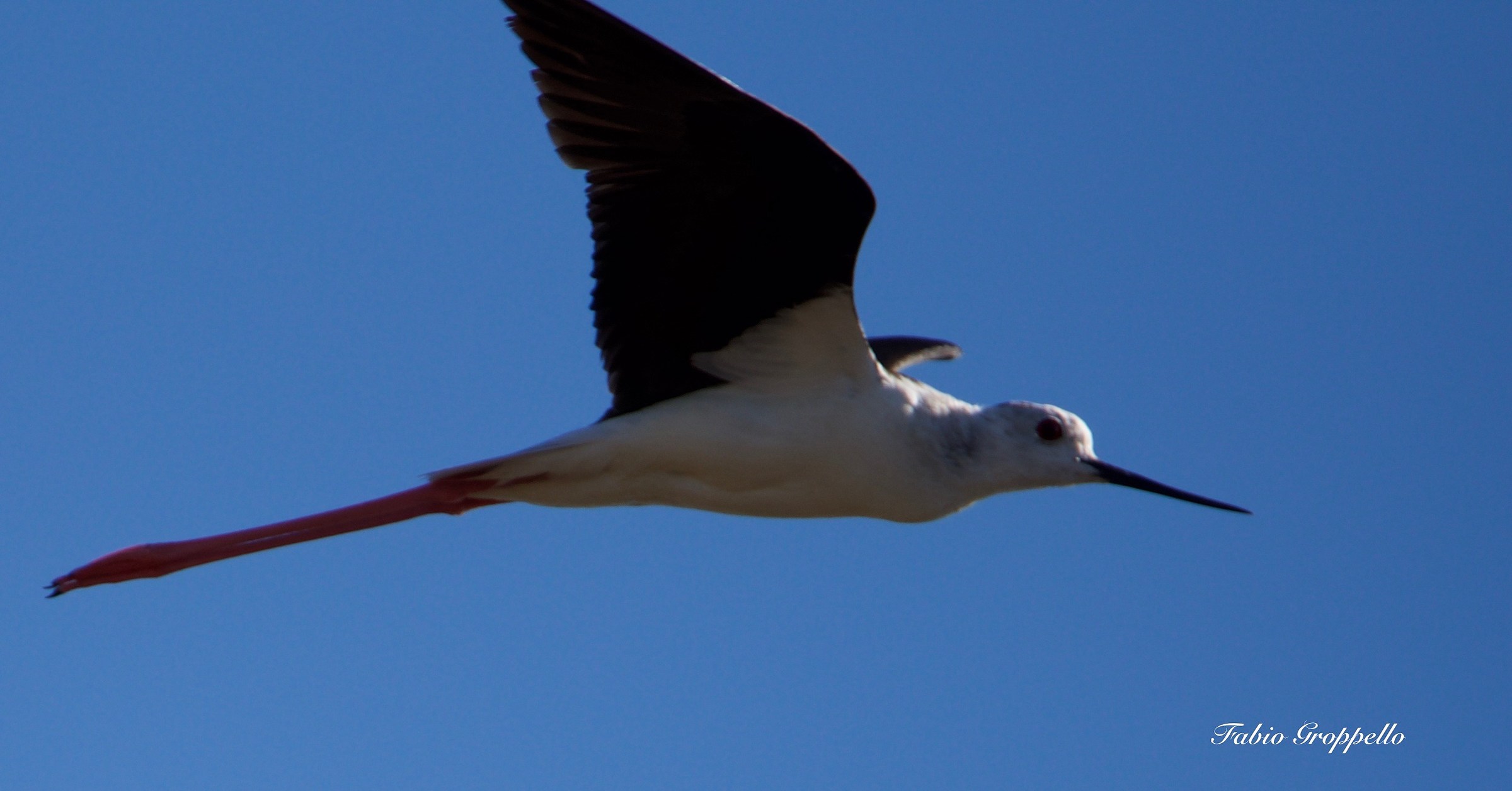 Cavaliere d'Italia in volo