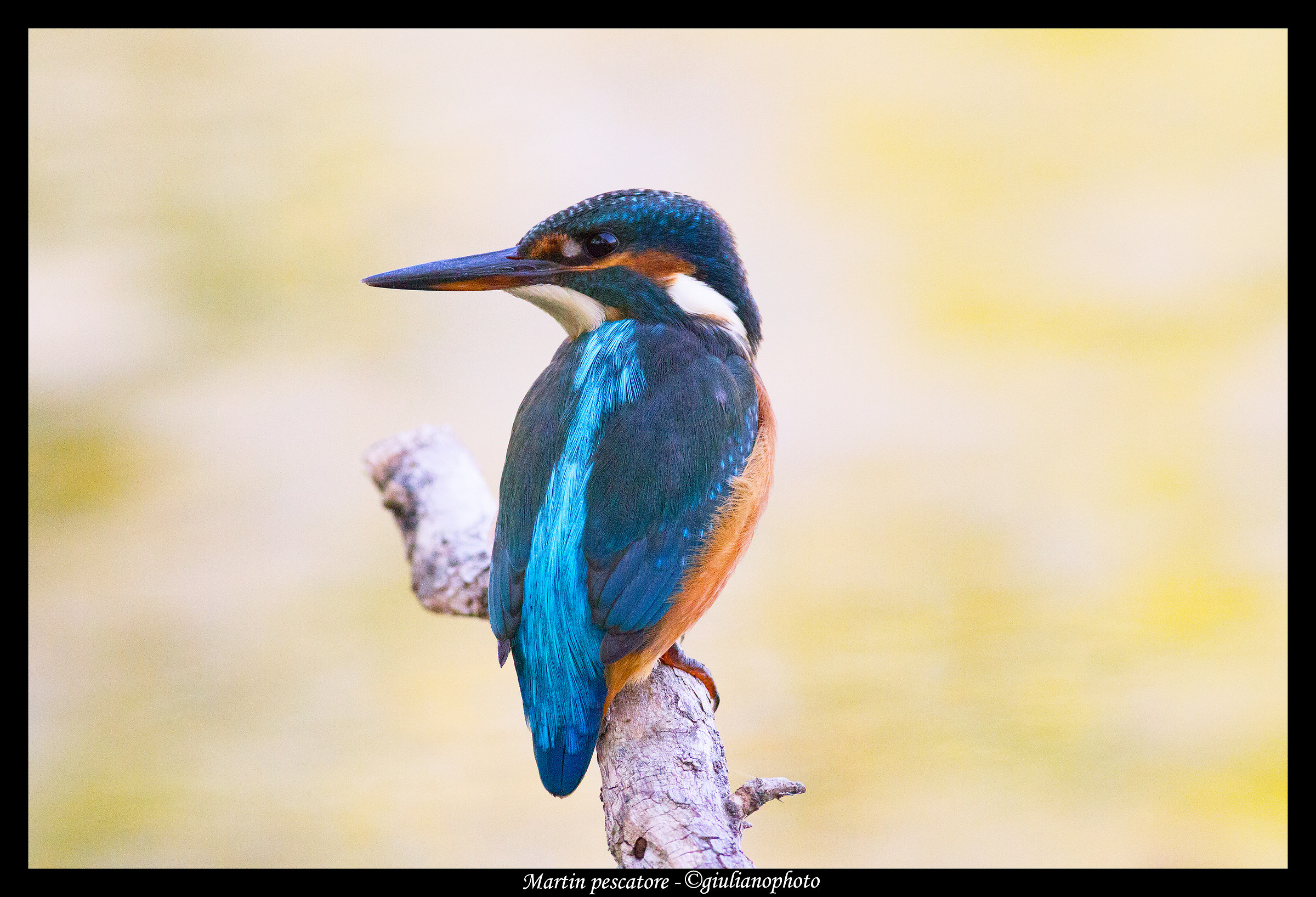 Kingfisher