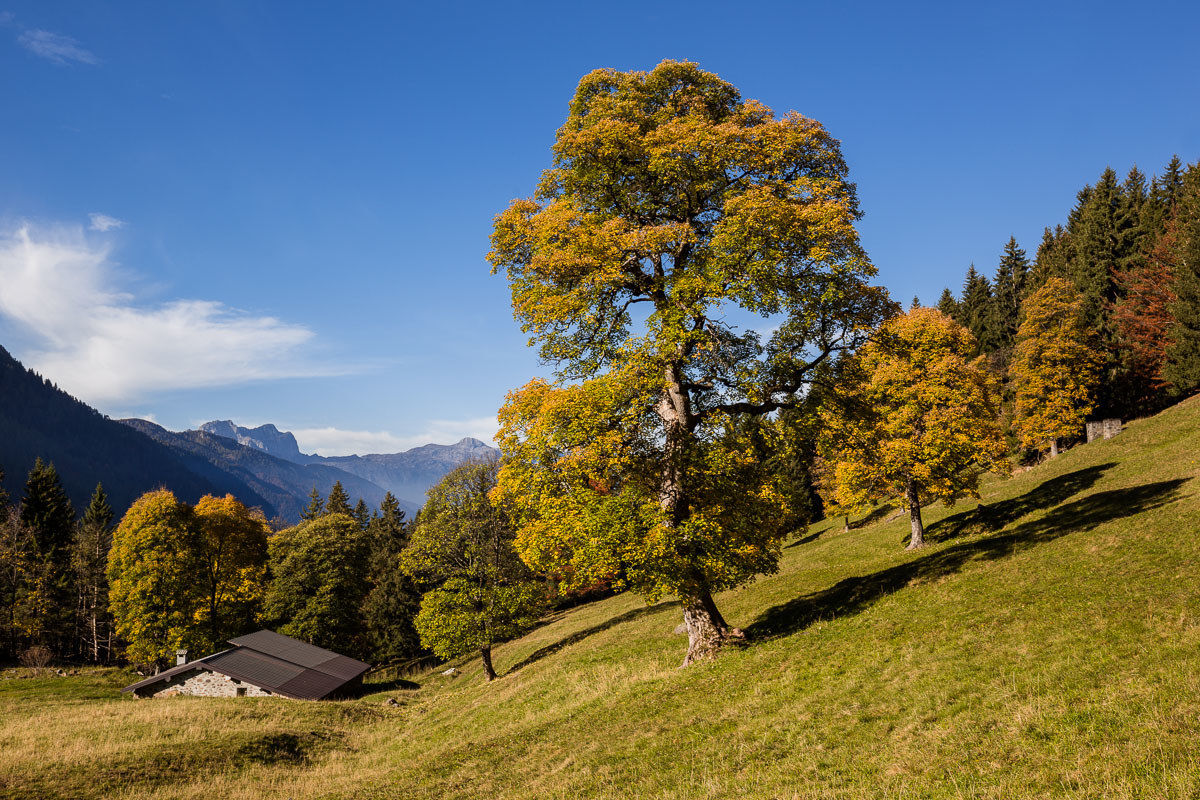 The old Maple Maple of Schilpario ...