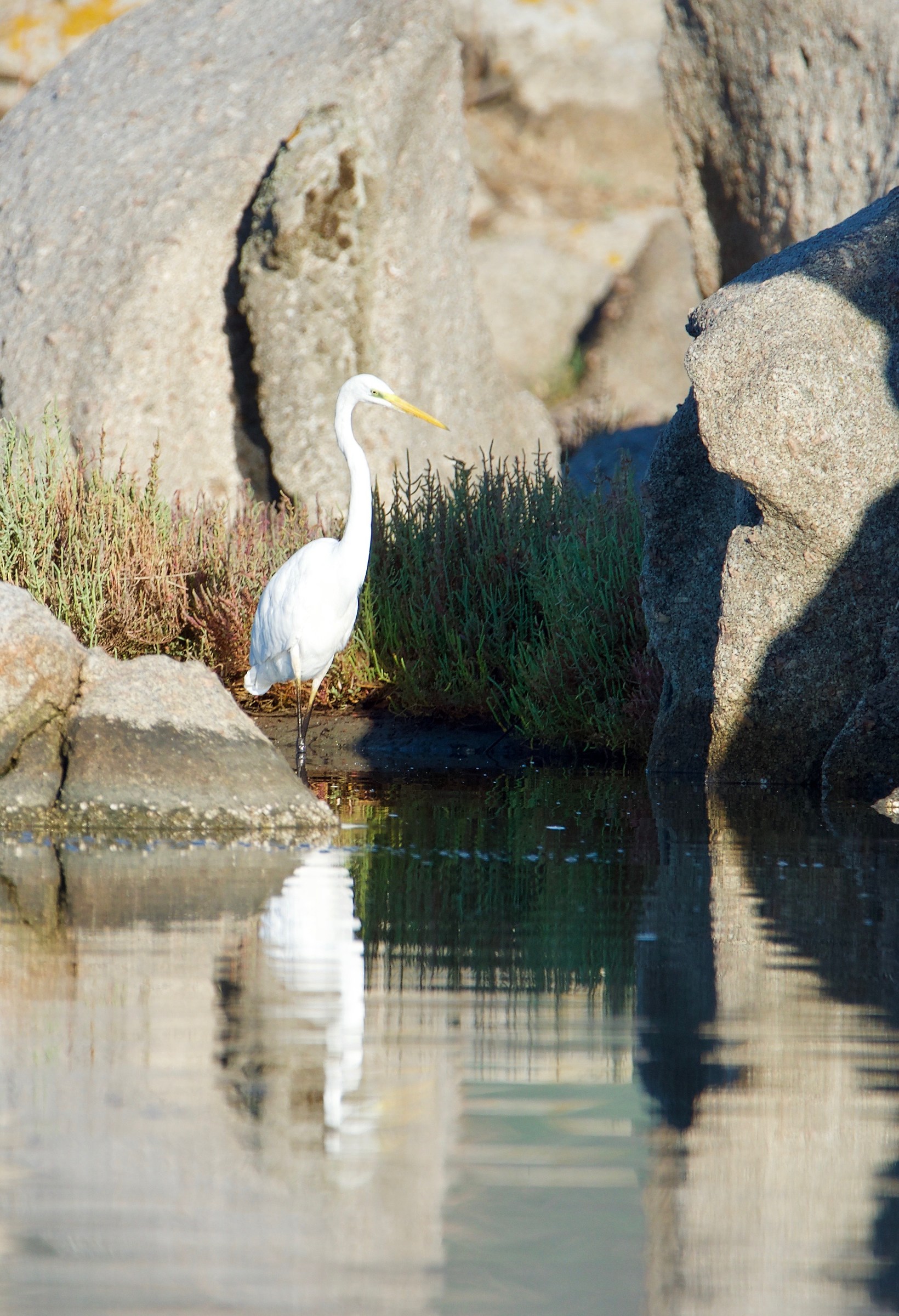 White Heron
