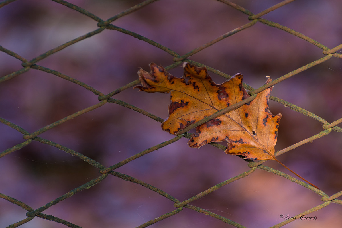 Colori d'autunno