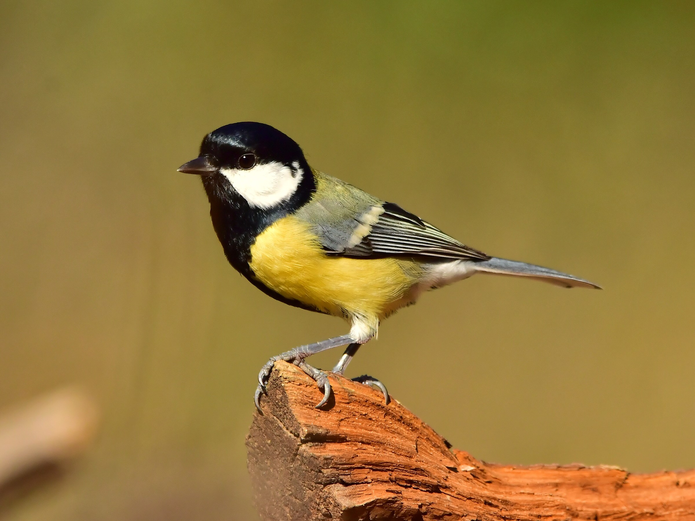 Great Tit