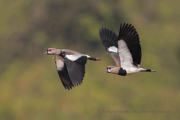 Vanellus chilensis