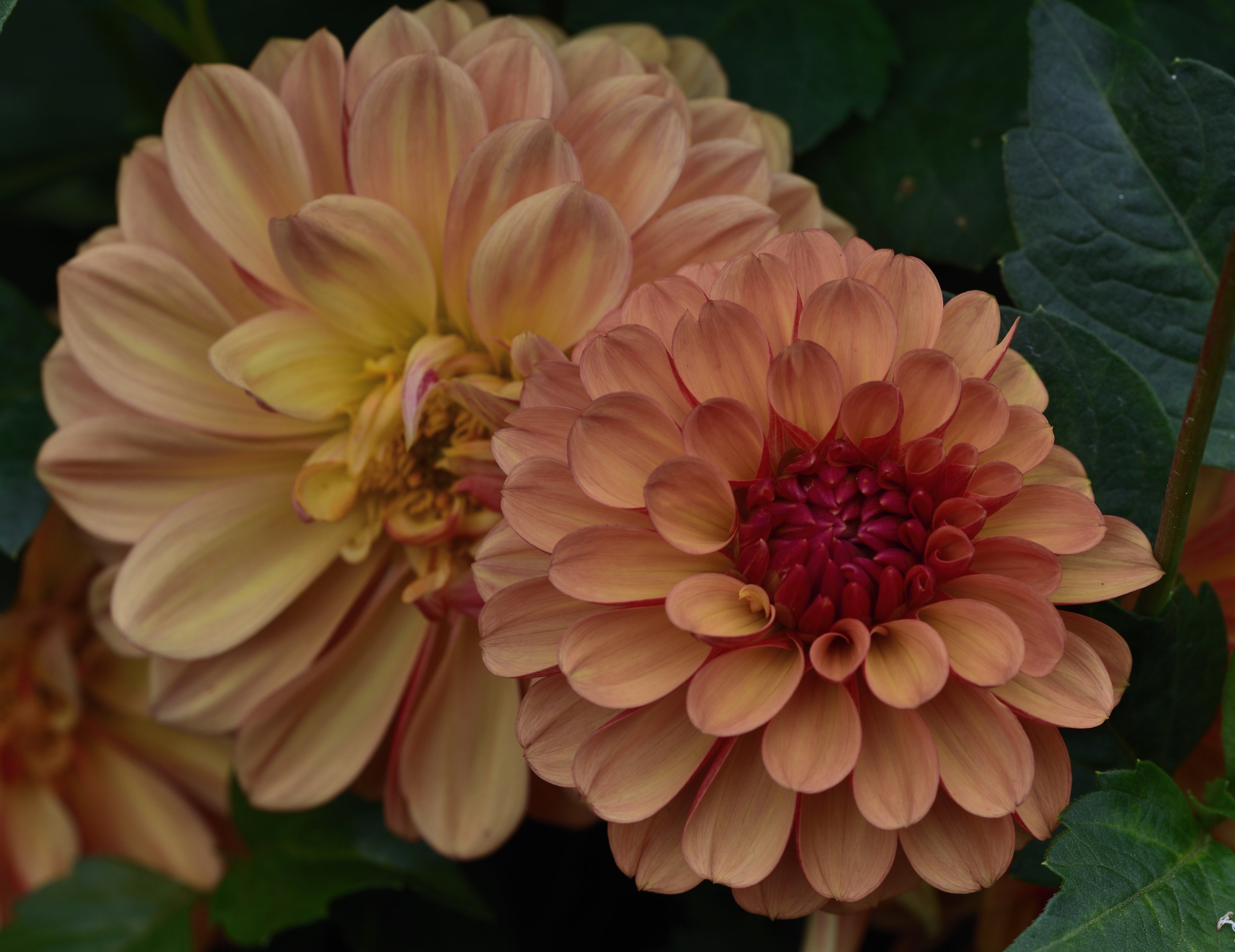 dahlias