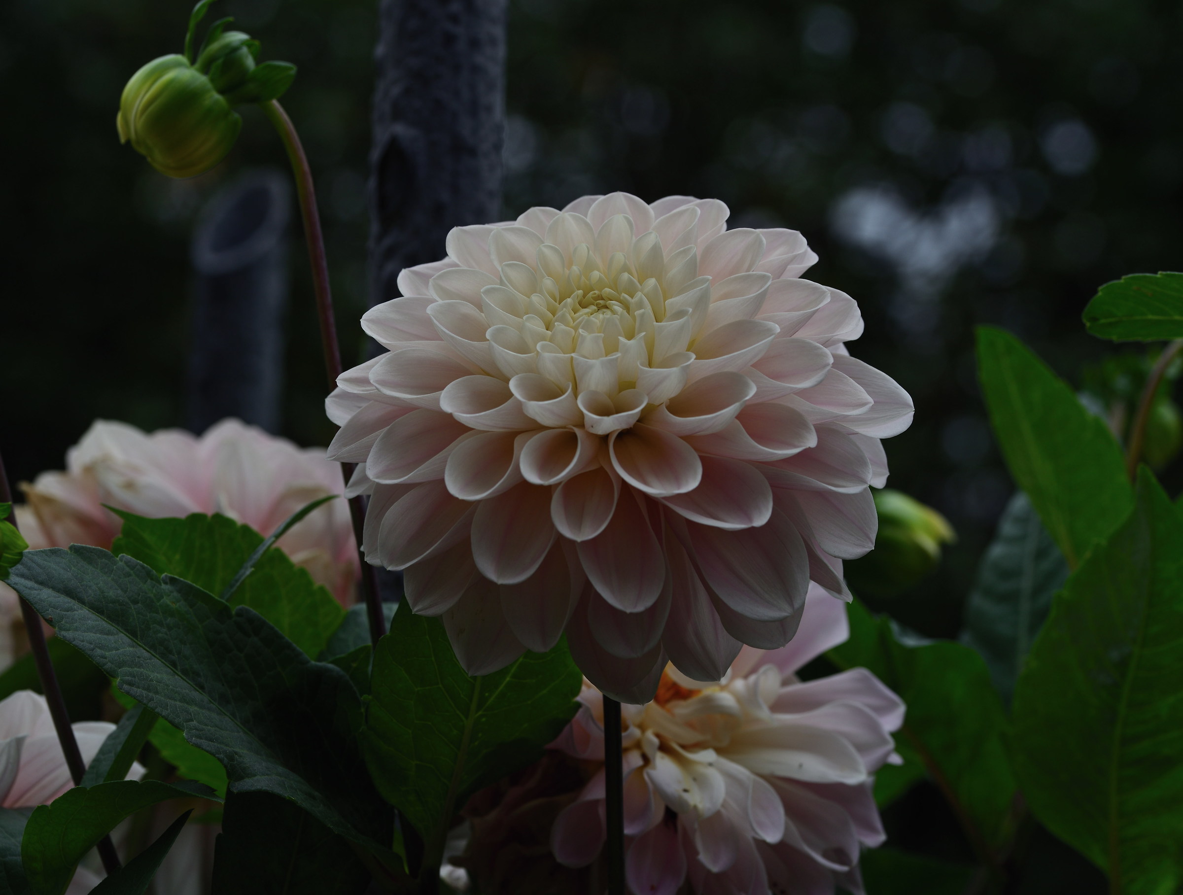 dahlia