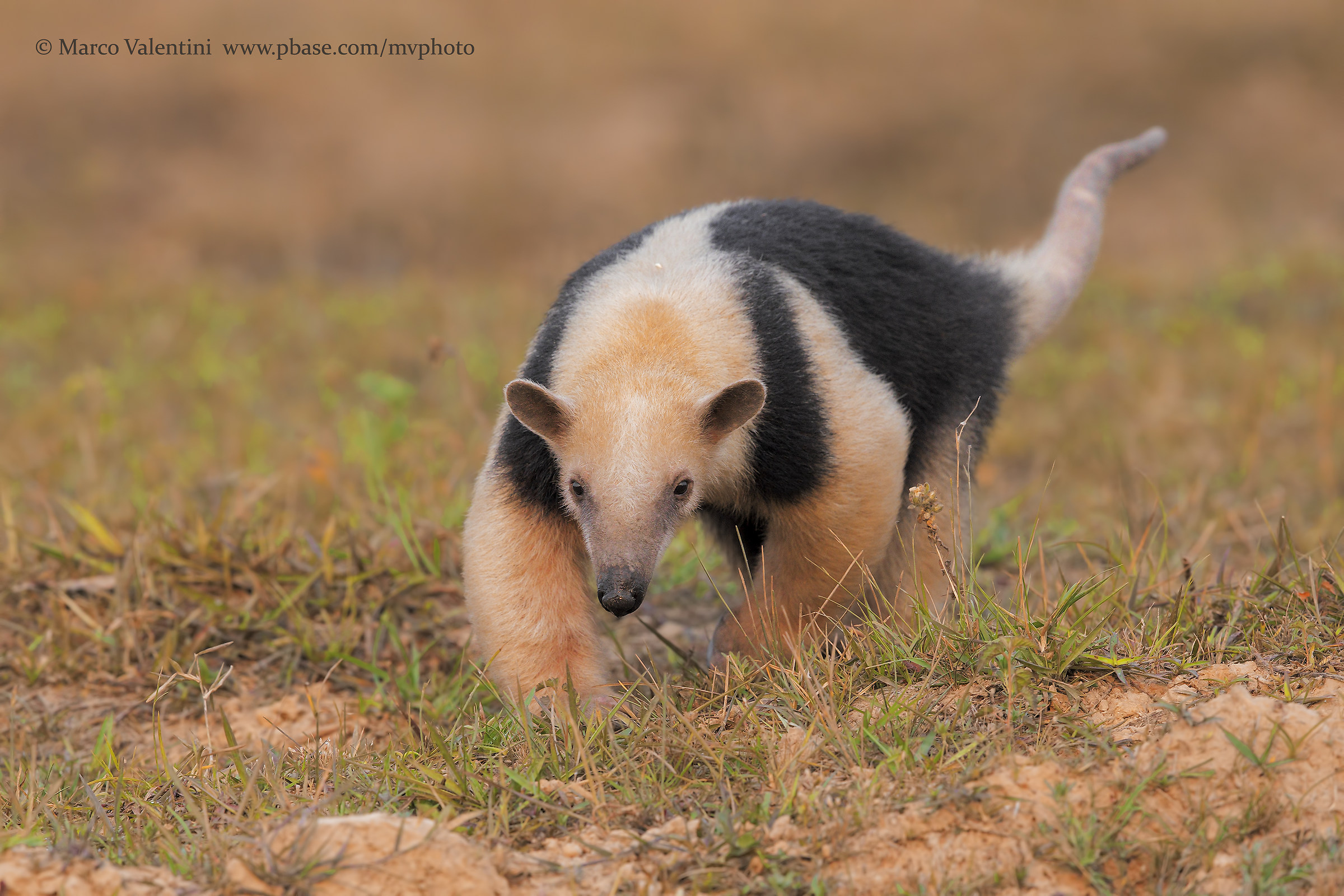 Tamandua