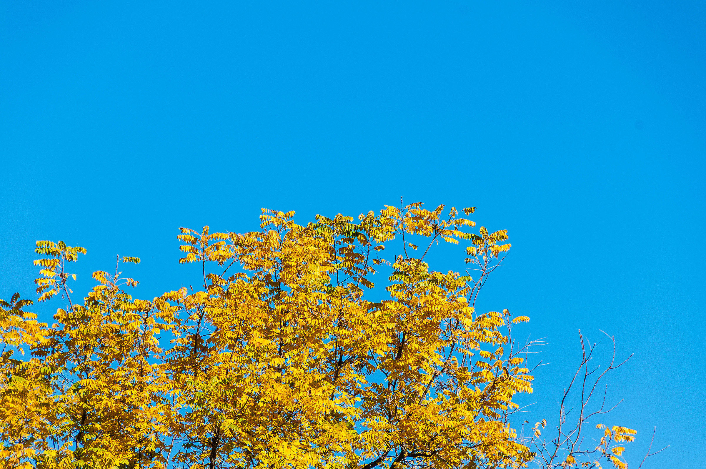 yellow autumn
