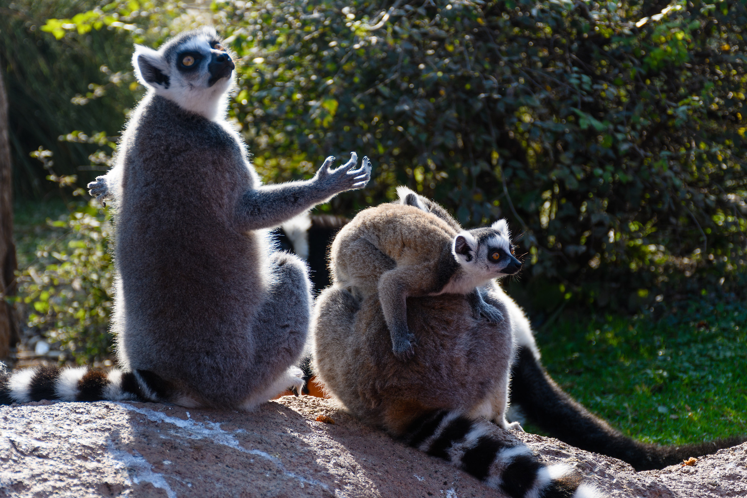 Proteggo la famiglia