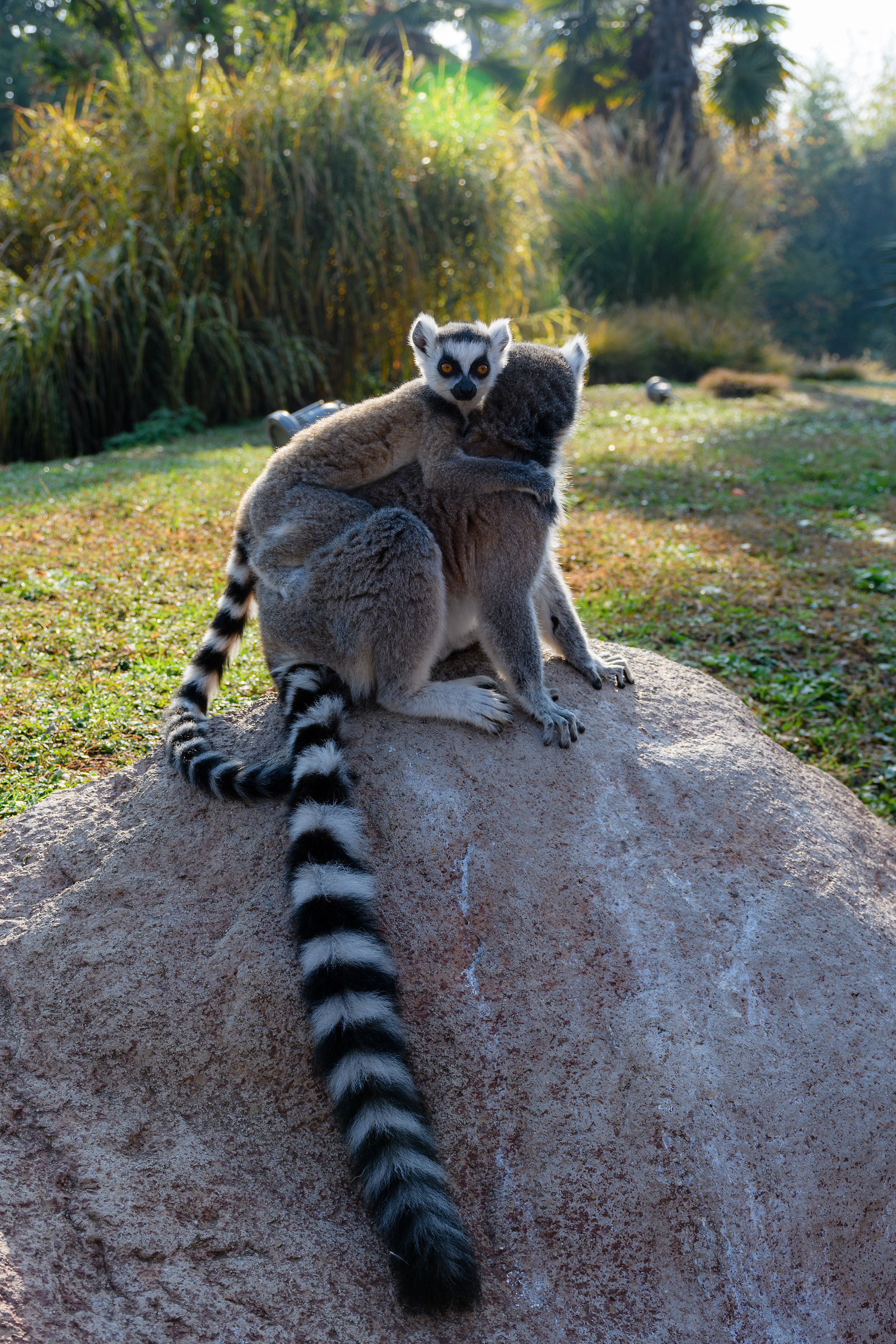 Lemuri