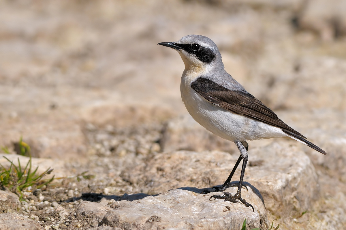 Culbianco (Oenanthe oenanthe)