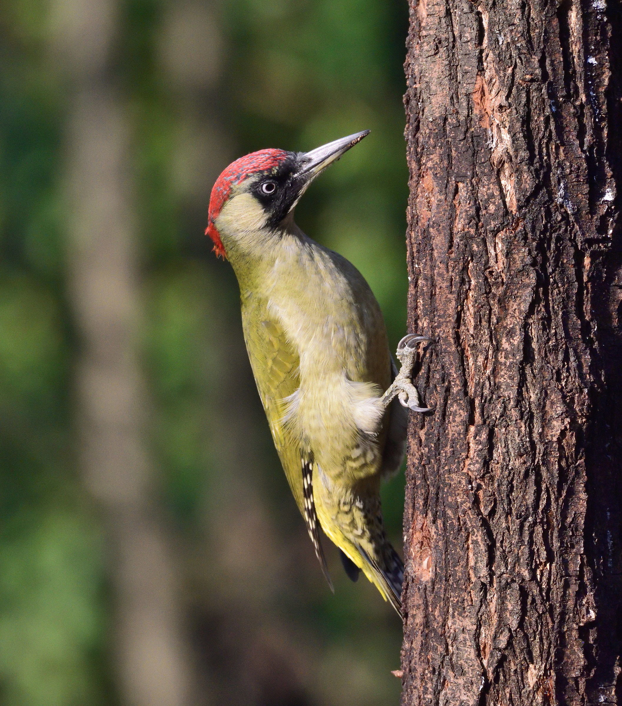 green woodpecker