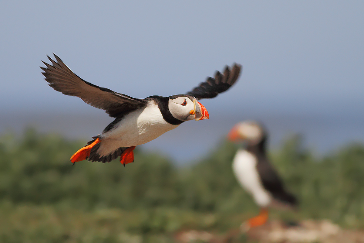 Puffin all'atterraggio