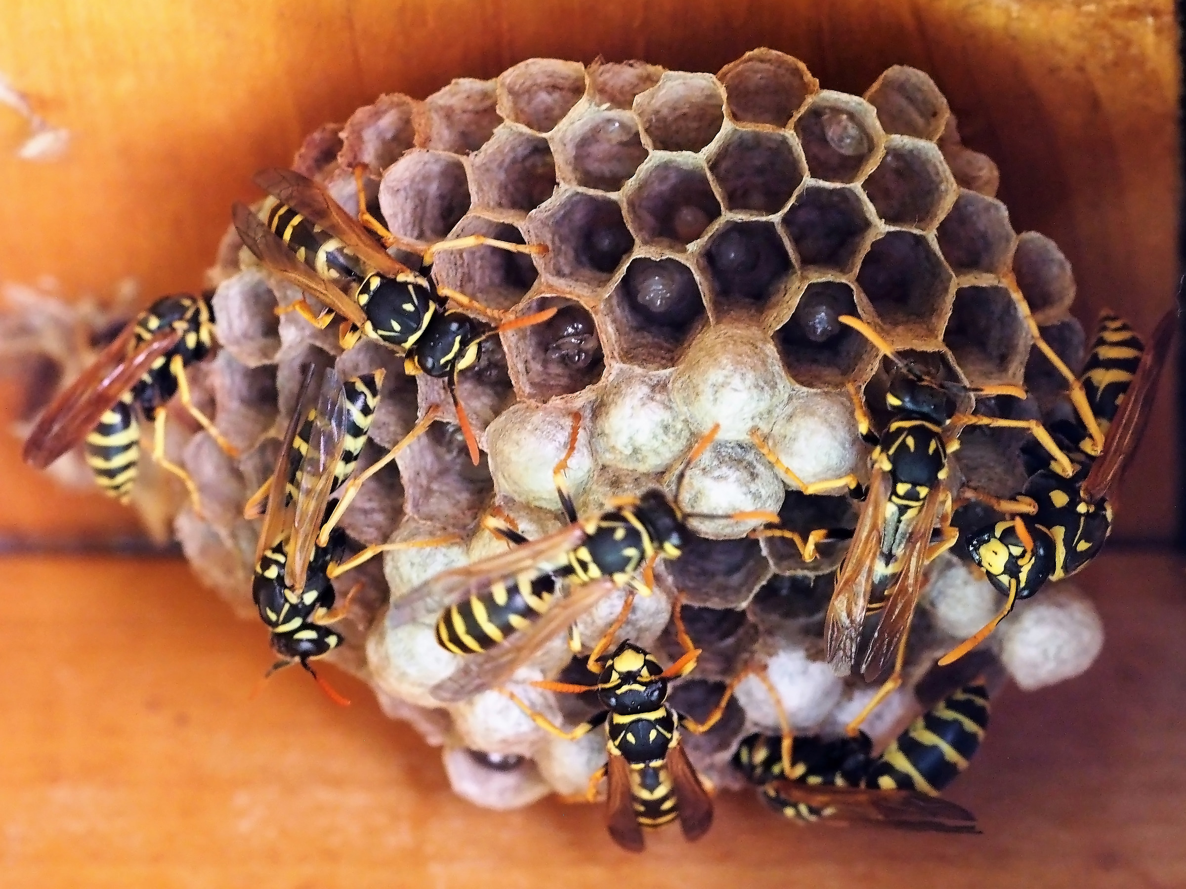 wasps nest