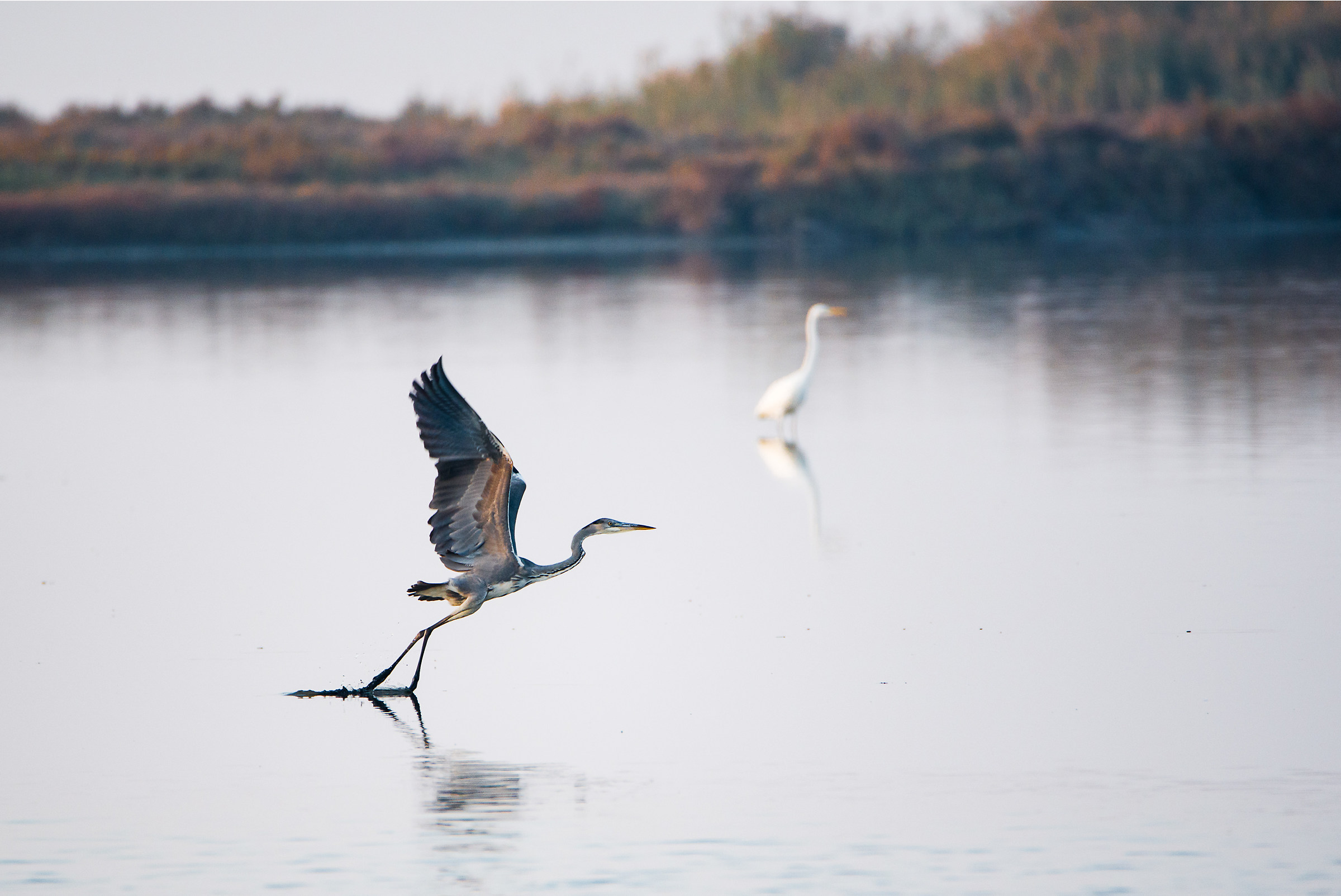 Heron cinerino taking off ... Valleys of Comacchio