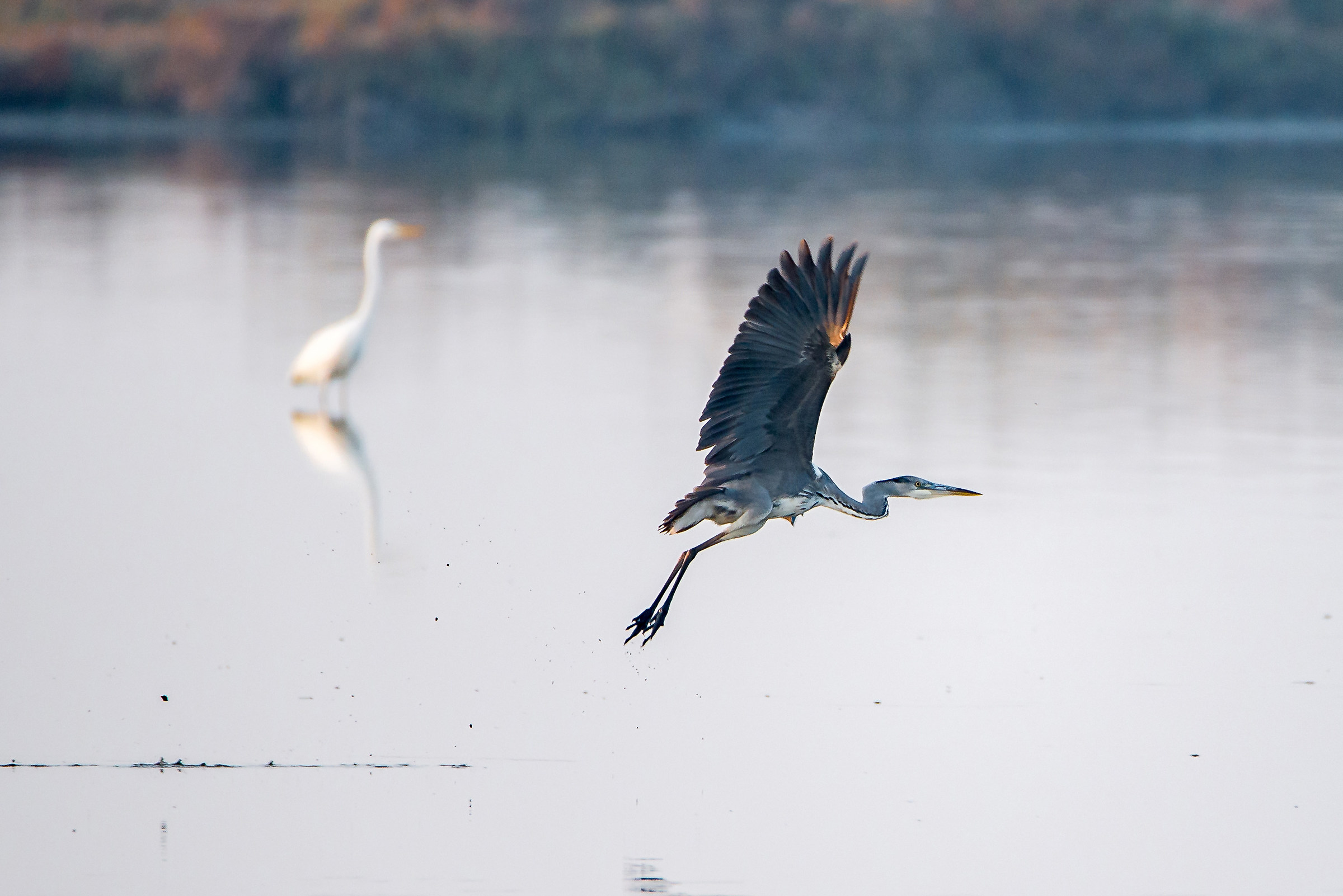 Heron cinerino at sunset, Valle di Comacchio