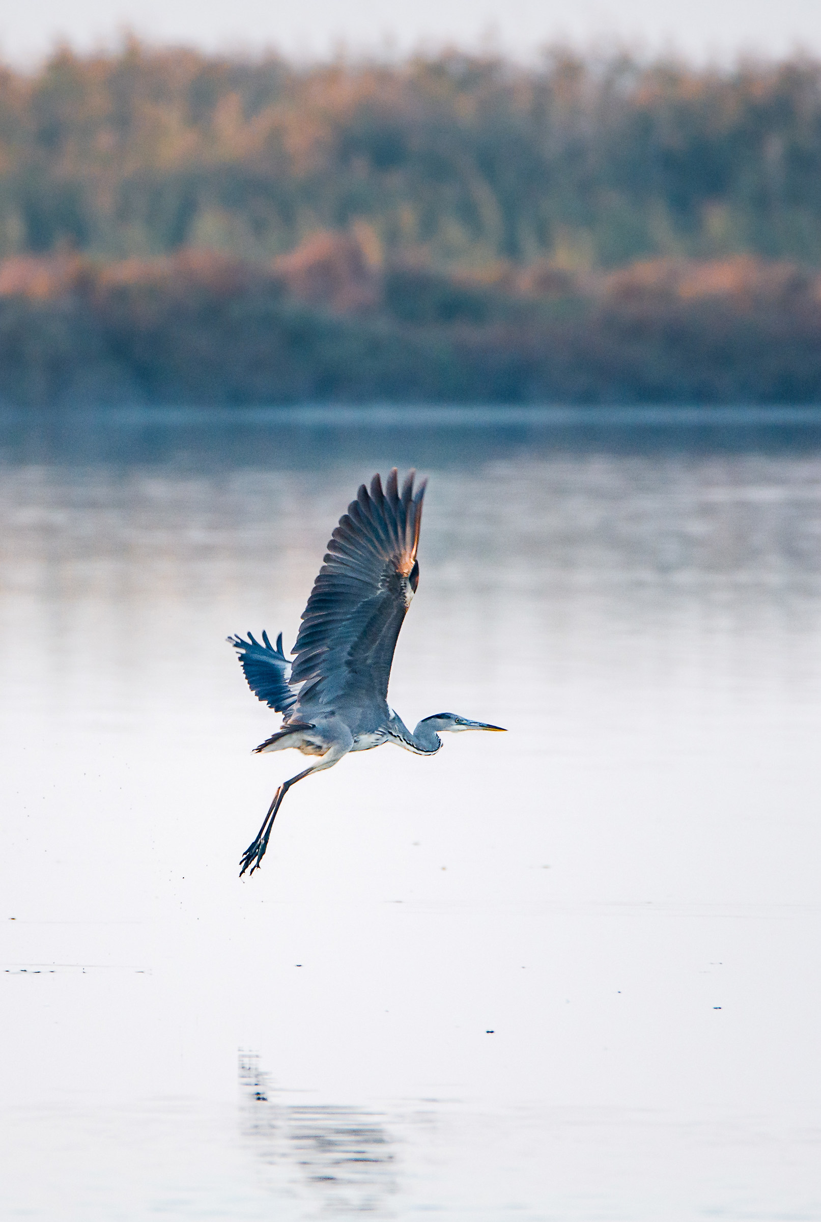 Heron cinerino at sunset, Valle di Comacchio