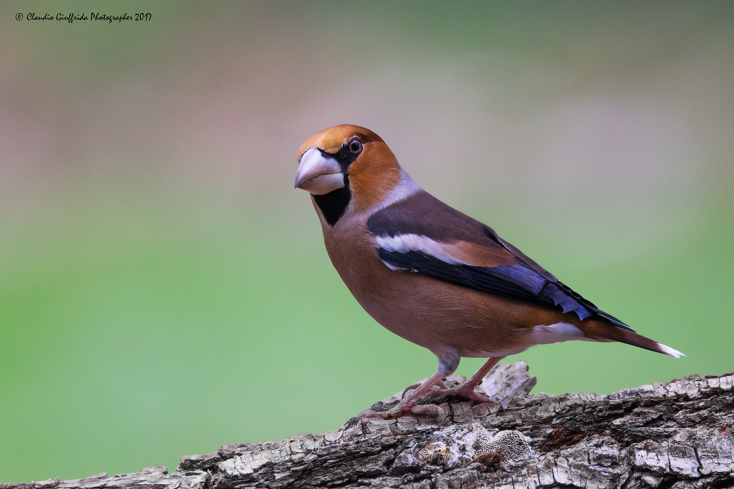 Coccothraustes coccothraustes