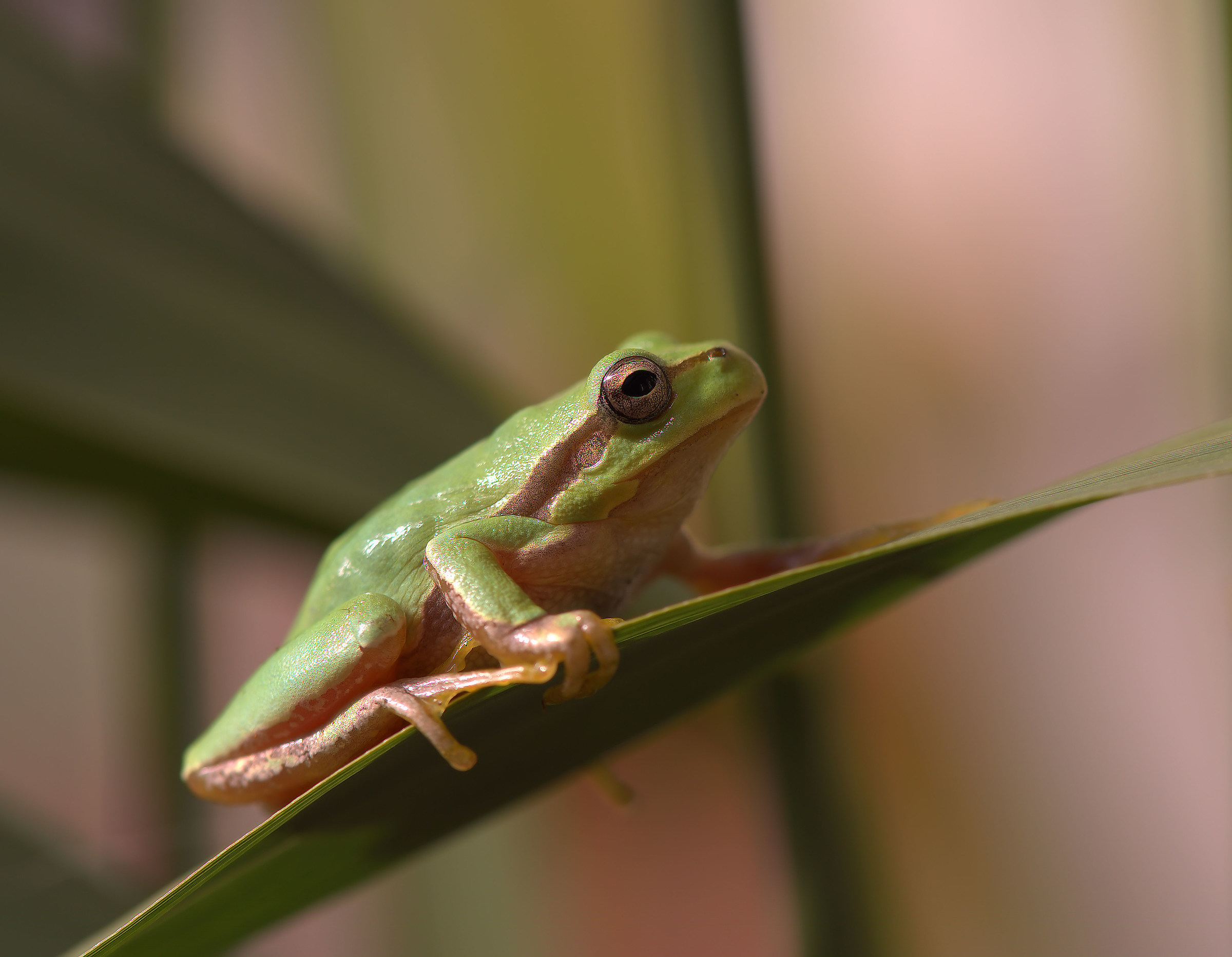 Tree Frog