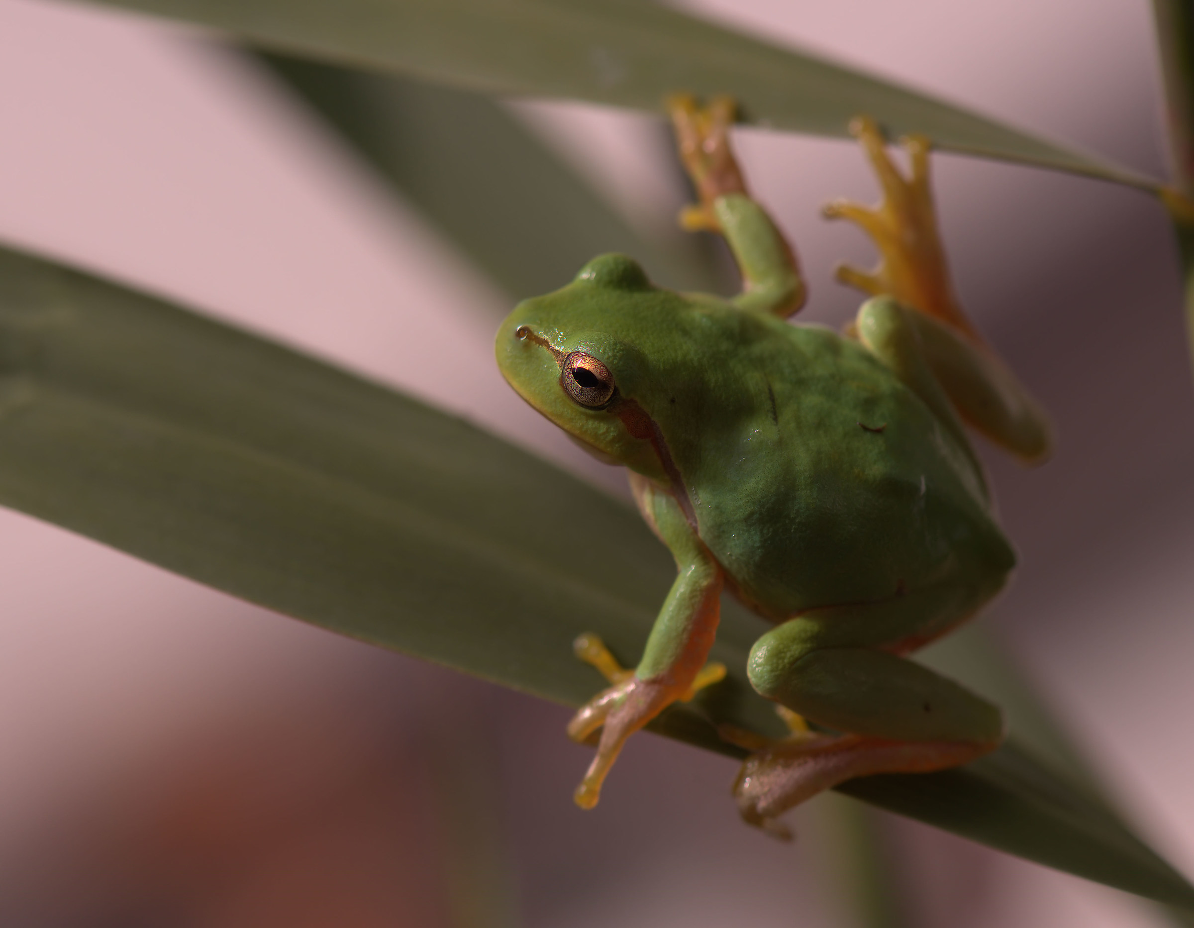 Tree Frog
