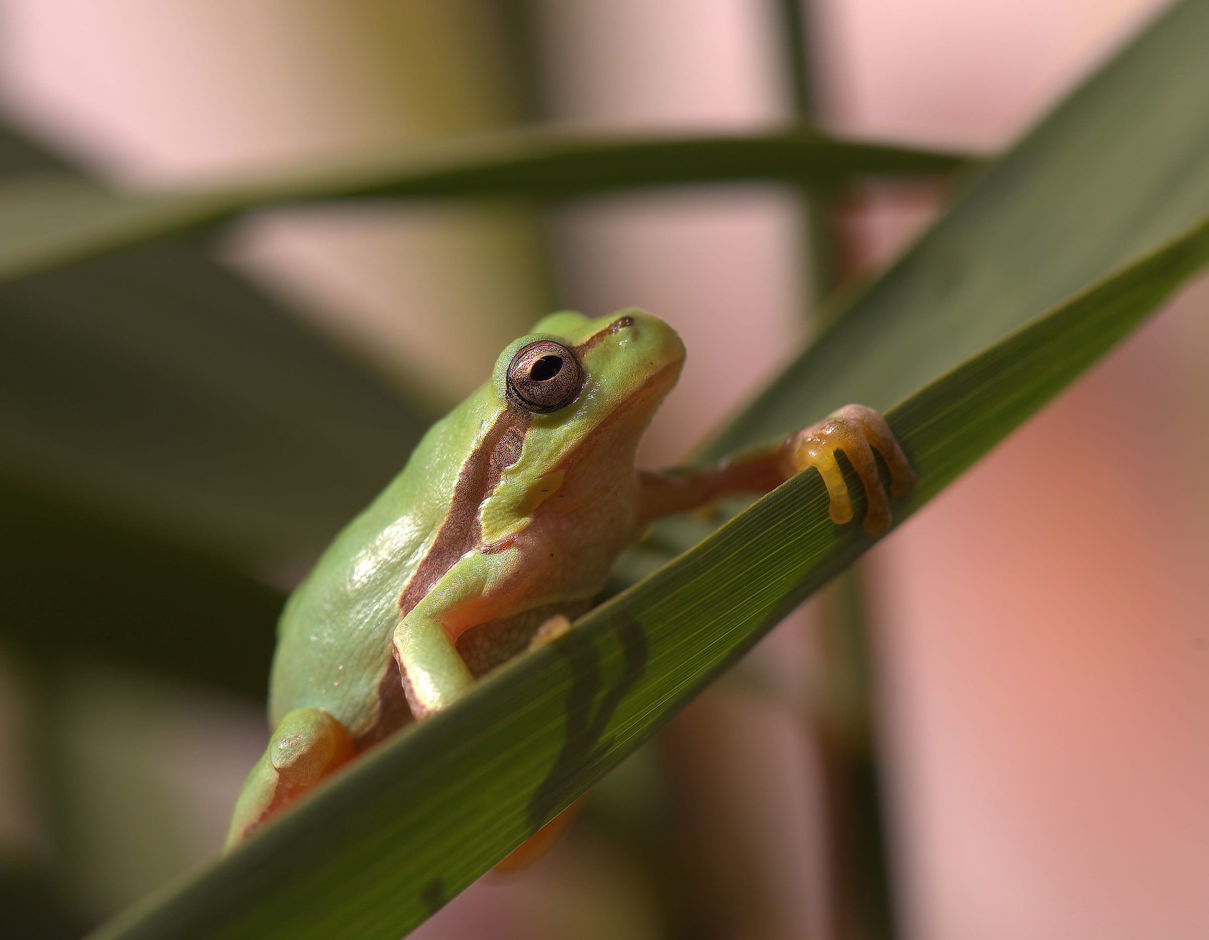 Tree Frog