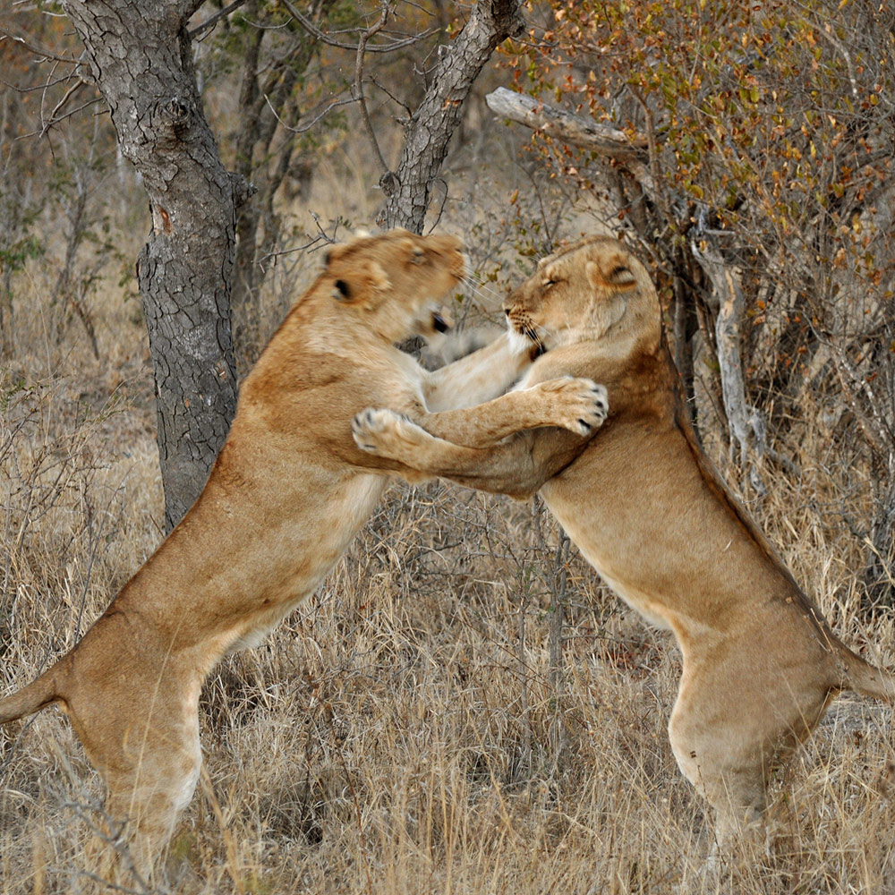 Abbraccio tra leonesse...