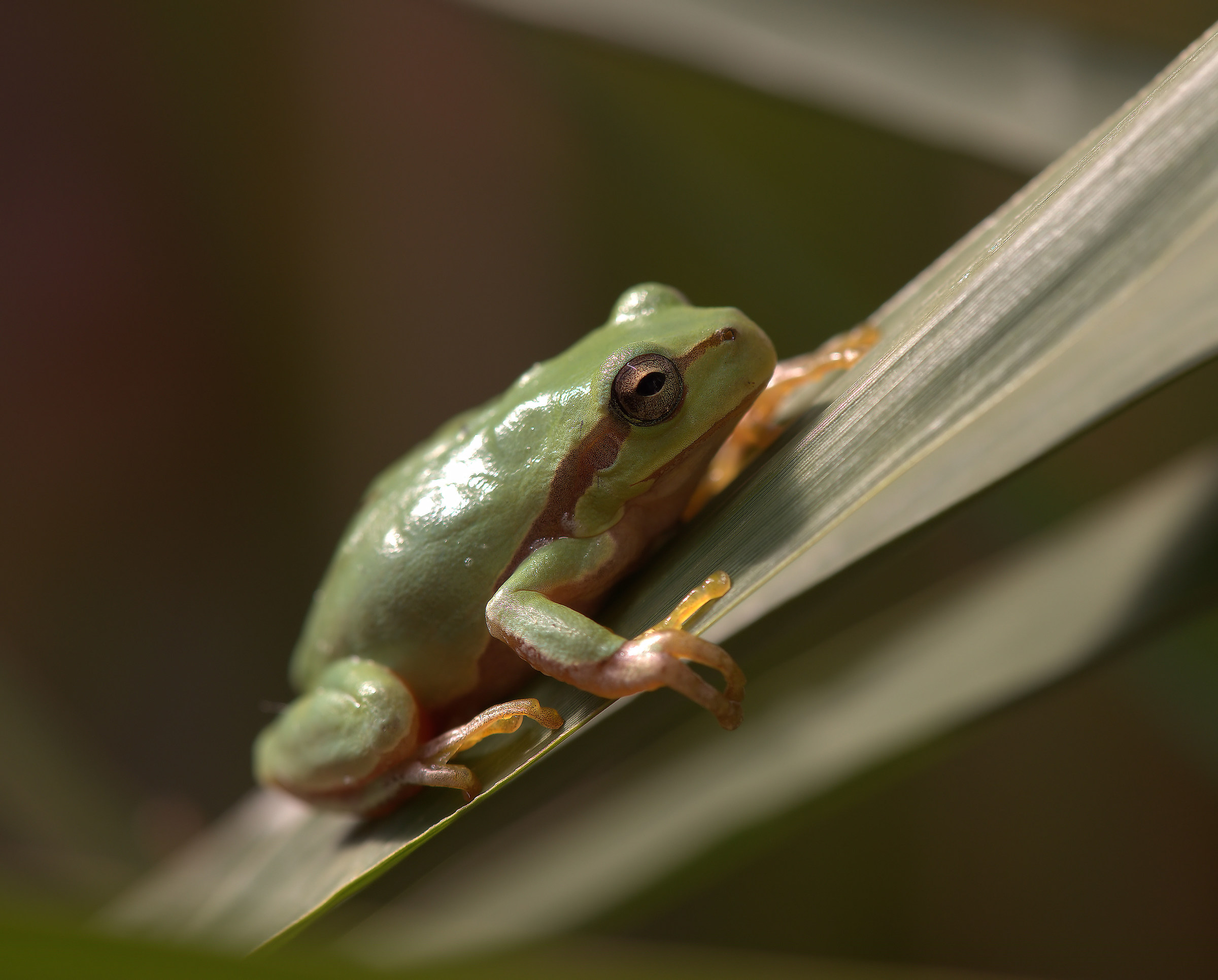 Tree Frog