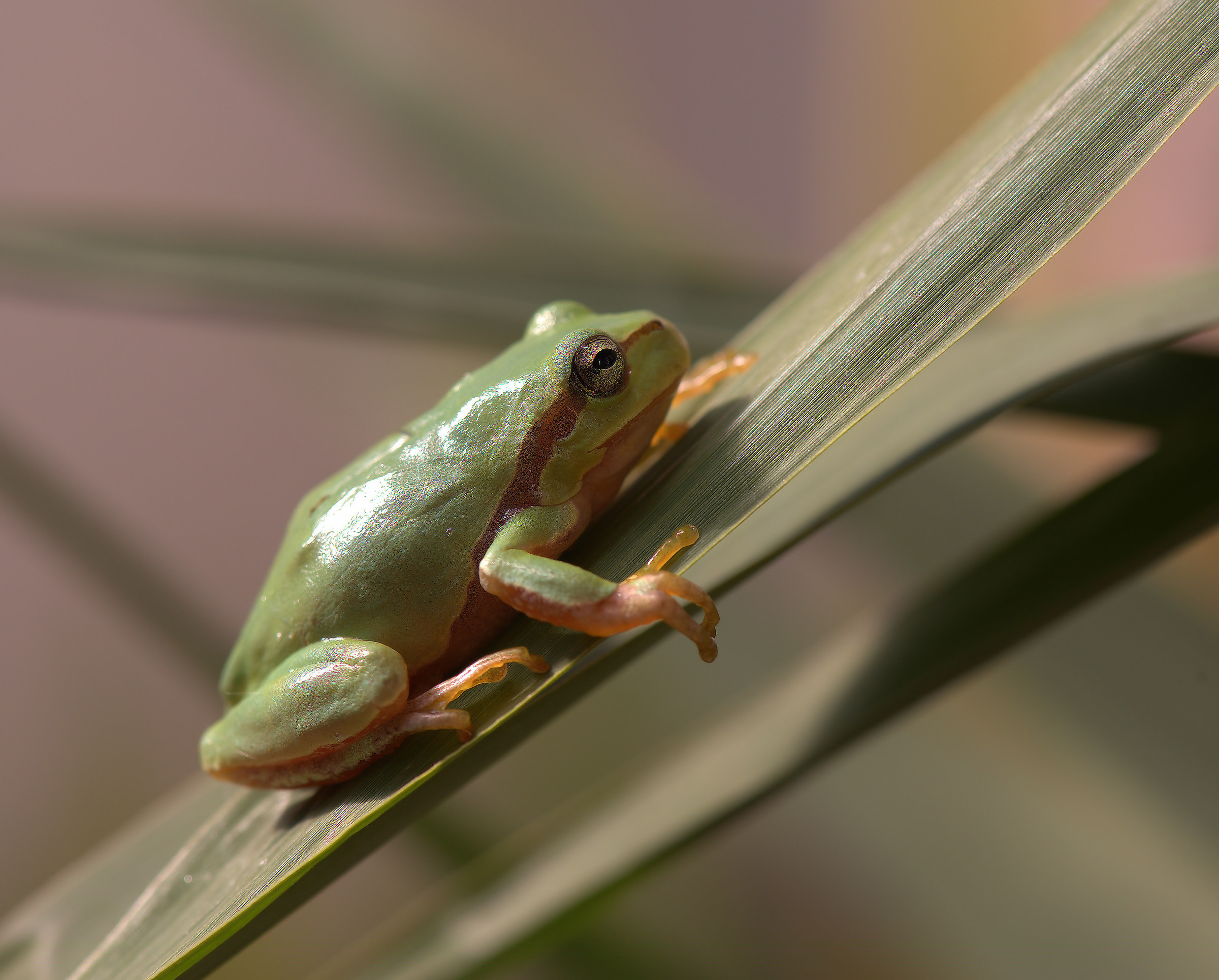 Tree Frog