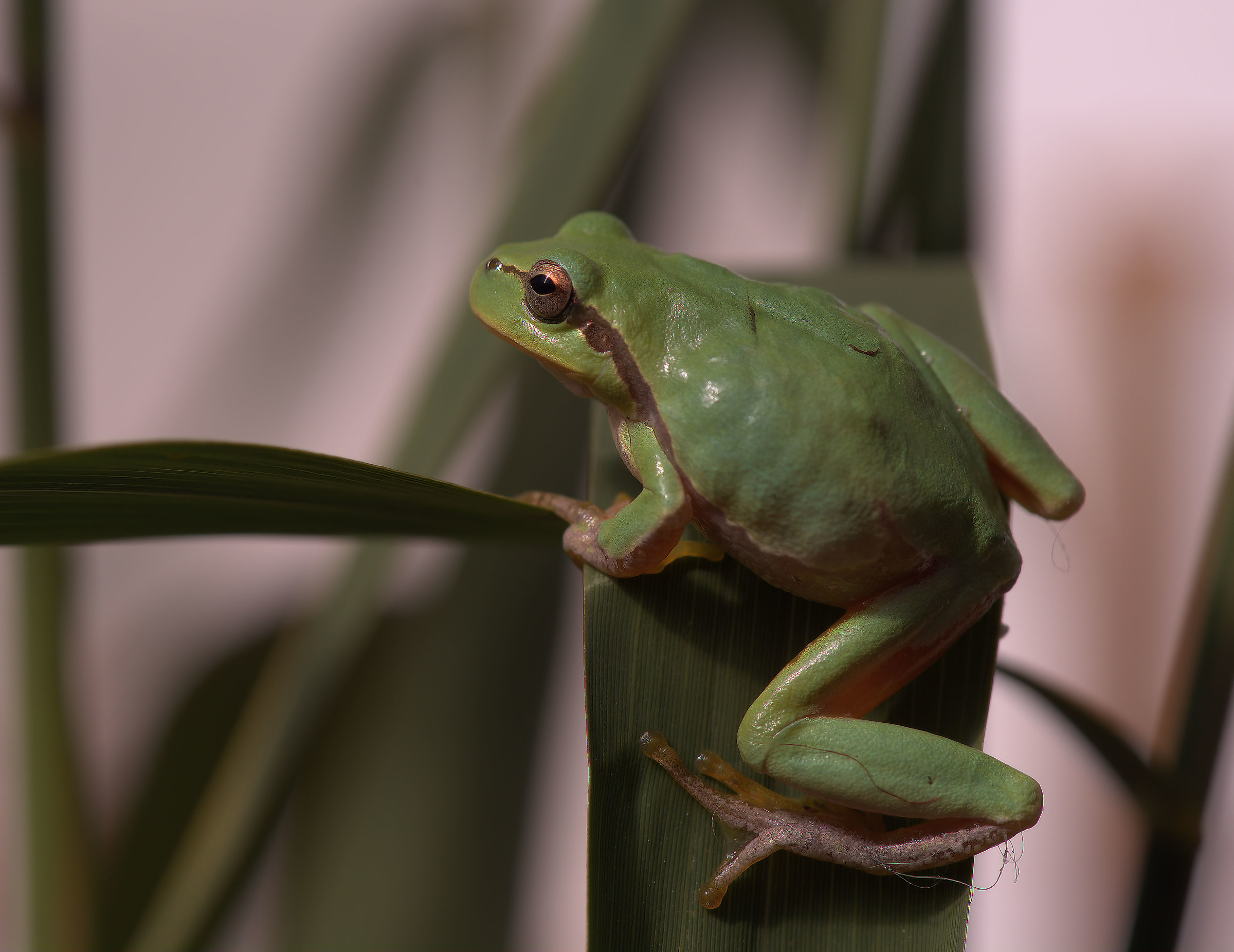 Tree Frog